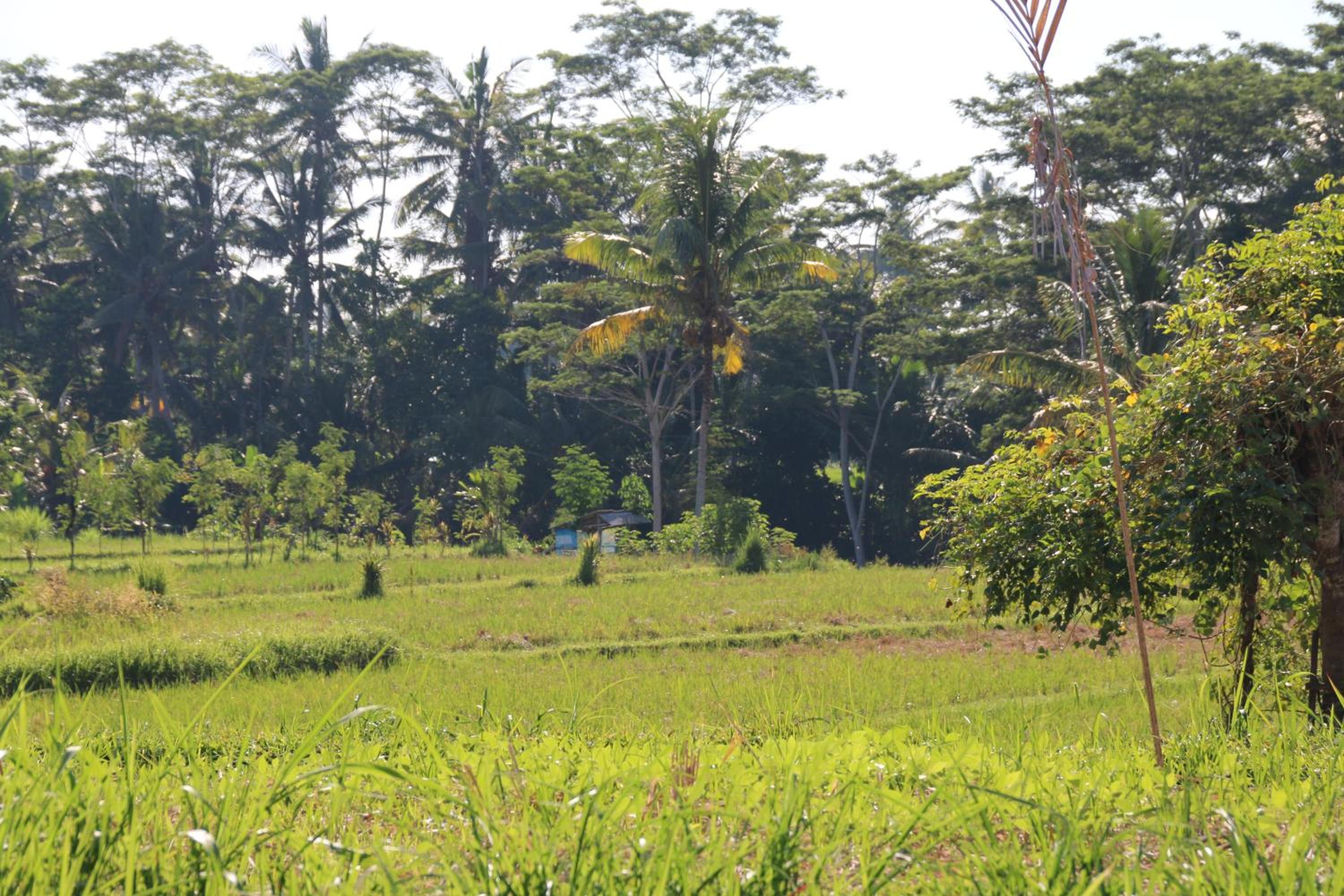 Pesantian Villa and Warung
