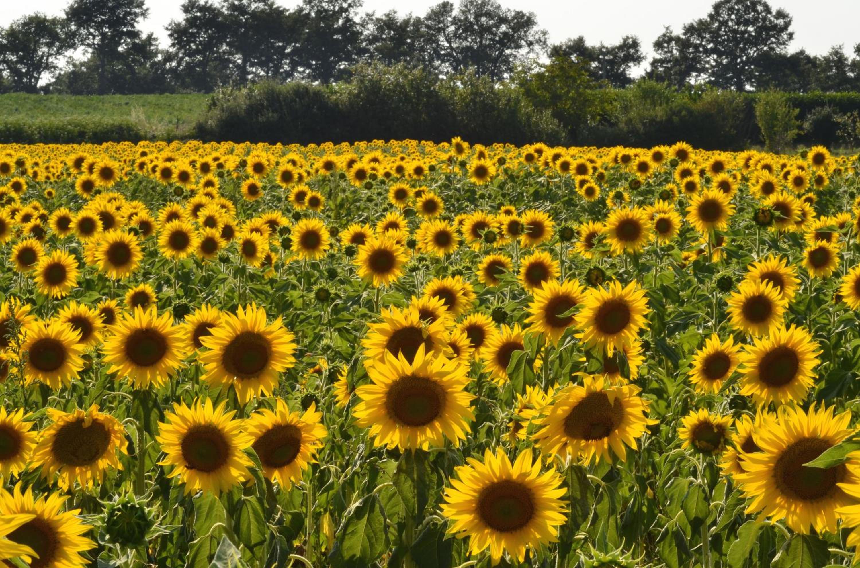 Agriturismo Sant'Angelo