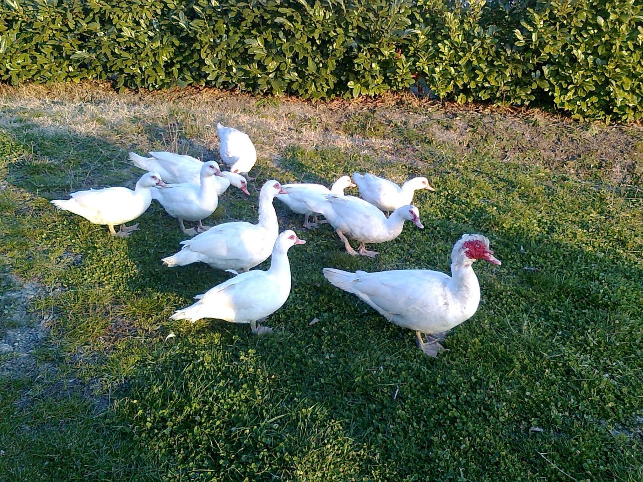Agriturismo Sant'Angelo