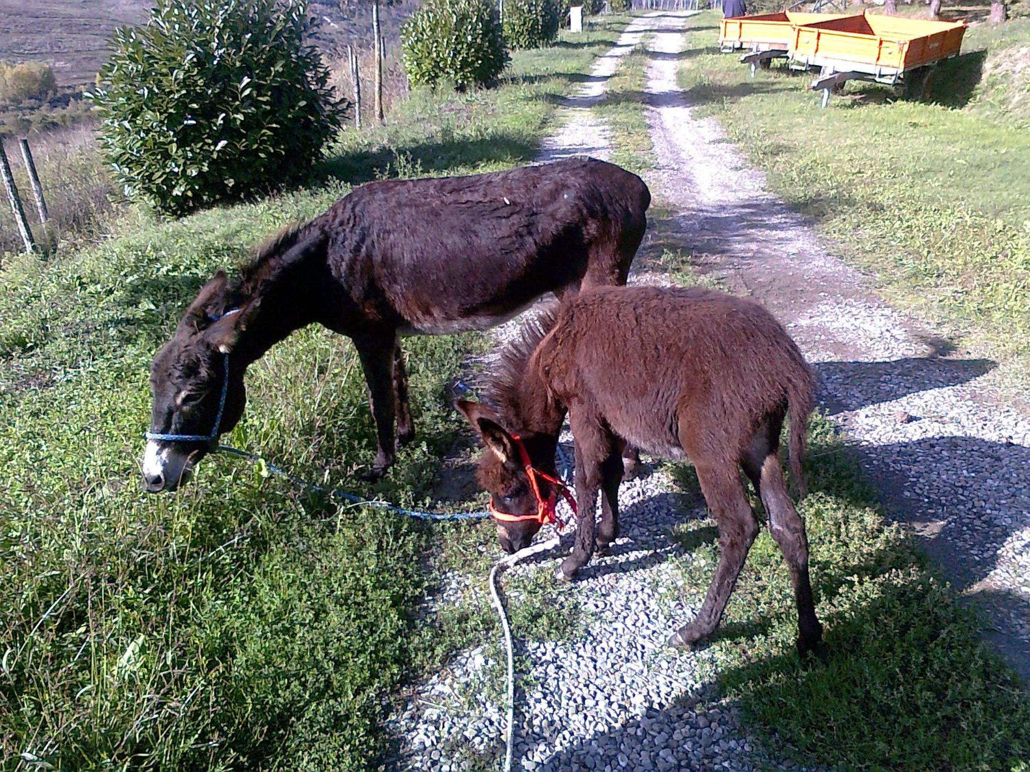 Agriturismo Sant'Angelo