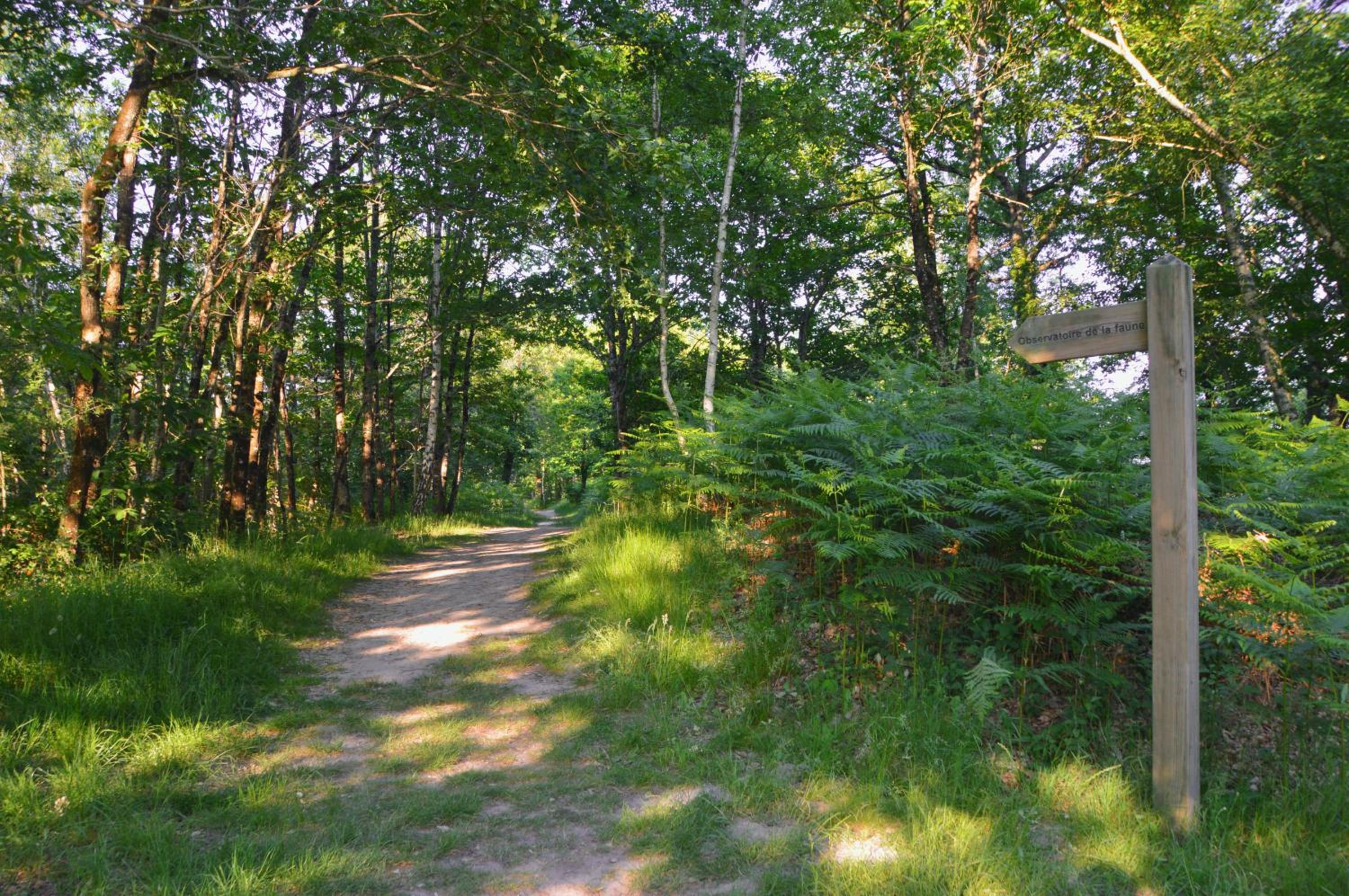 Gite de charme, Sologne, séjour en famille, jeux, balade nature en forêt & détente, centre Aubigny