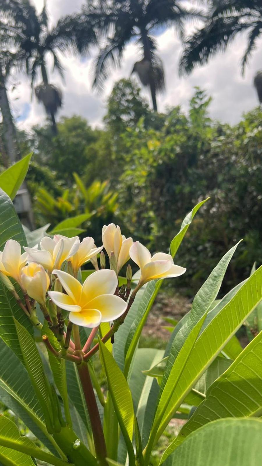 SíTIO DO LILI- uma experiência em meio à natureza