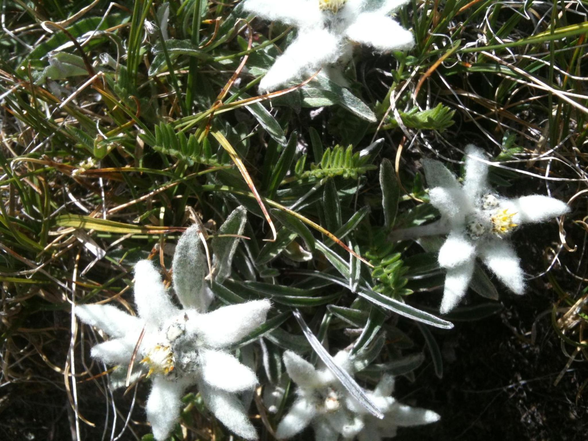 Photo 43