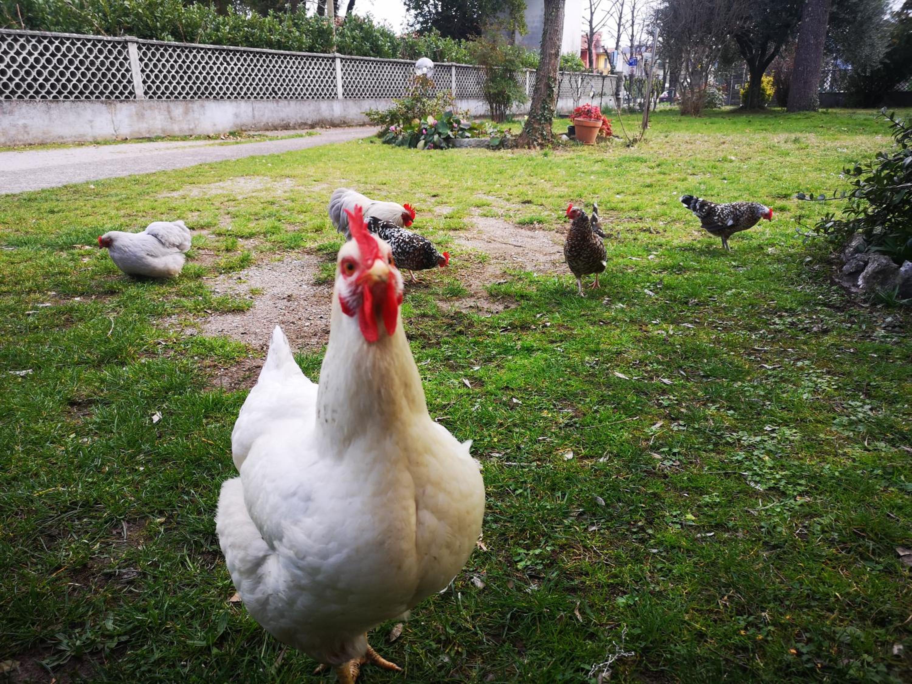 Afea's Home - la tua casa nel cuore del Friuli Venezia Giulia