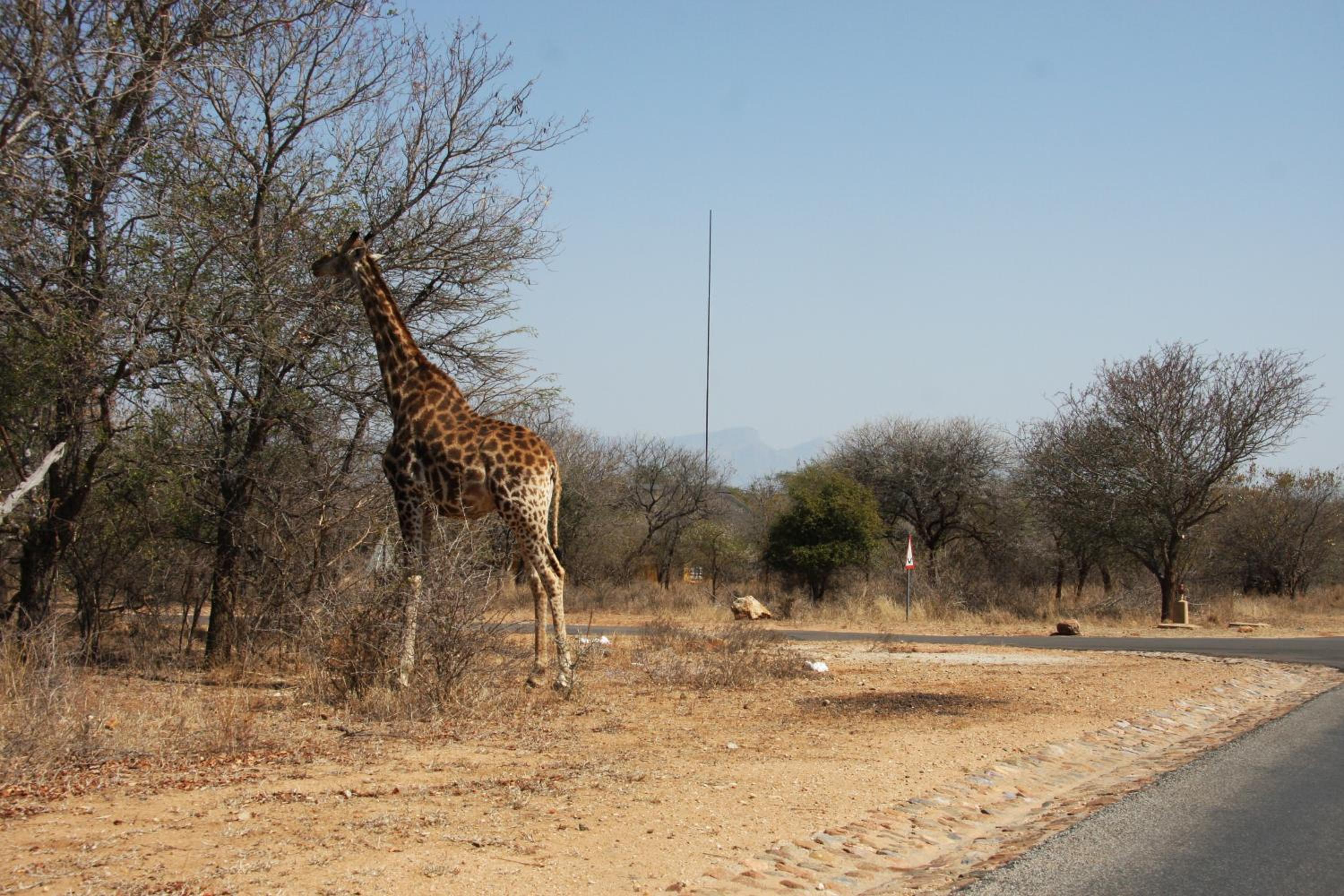 Giraffe Lodge