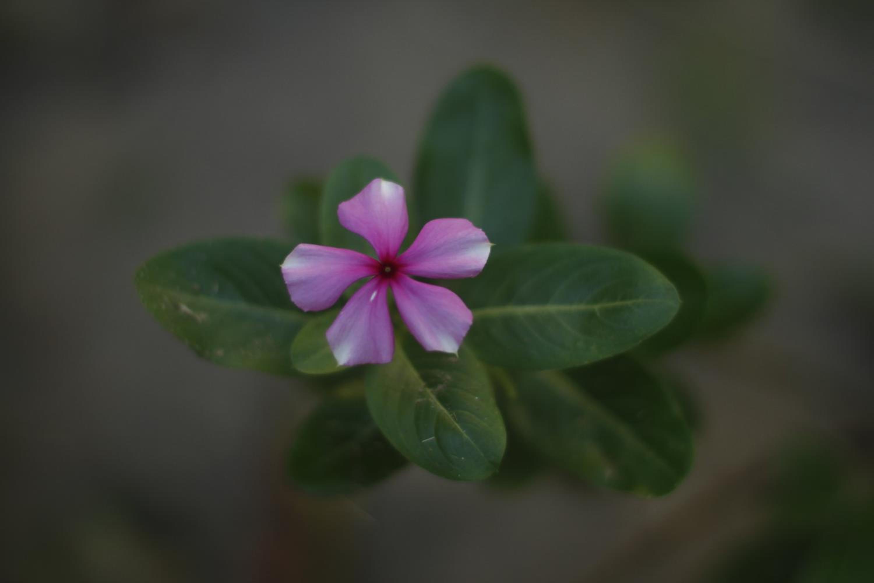 Pousada Da Praia CARAIVA