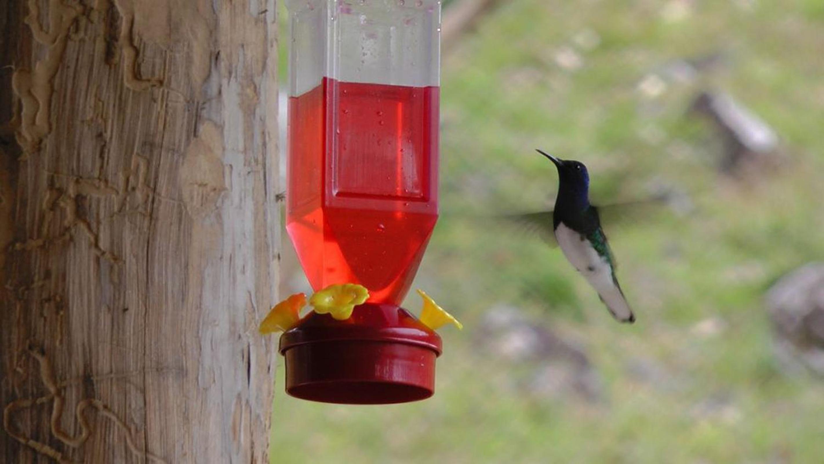 Casa Colibrí