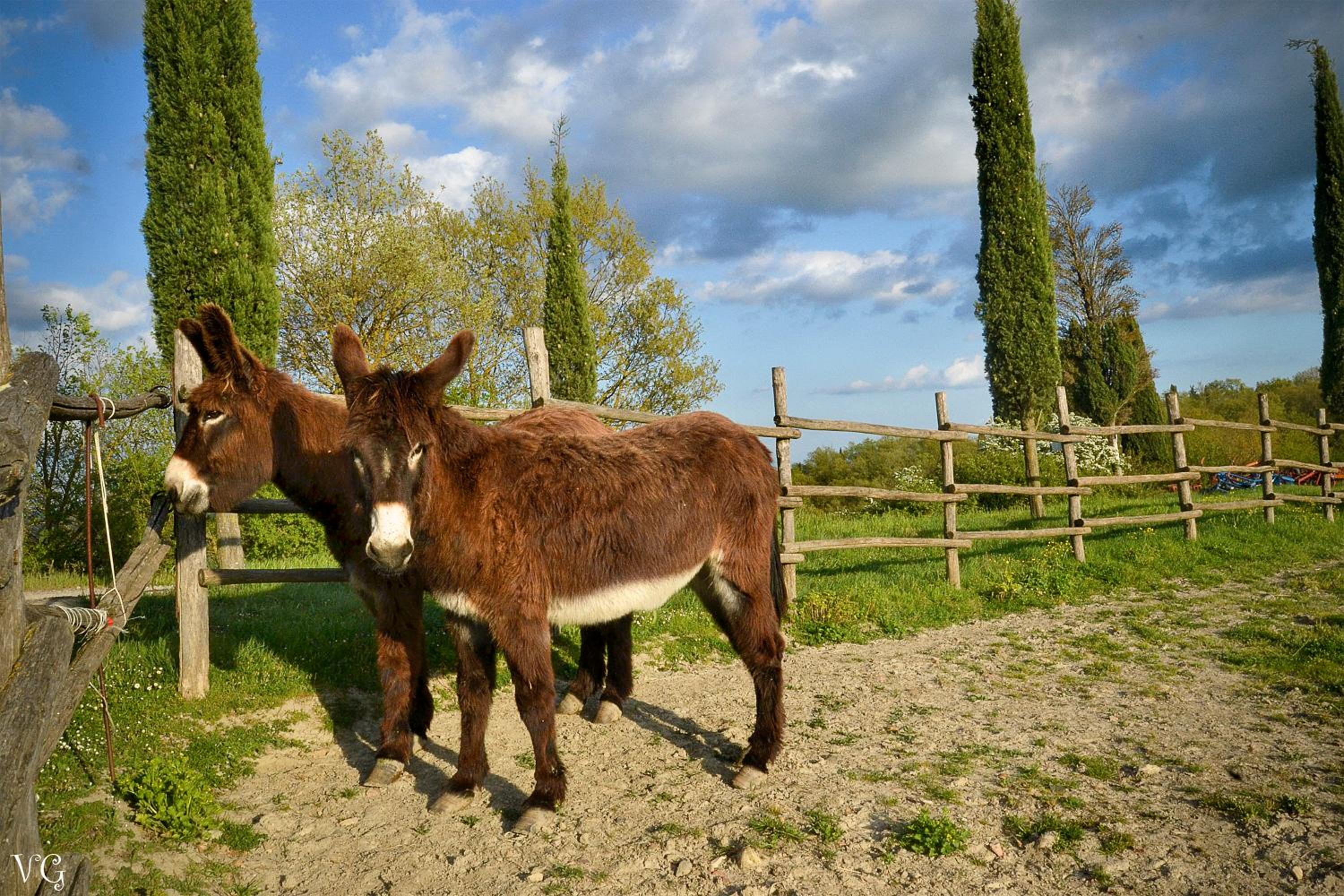 Podere Suvignano
