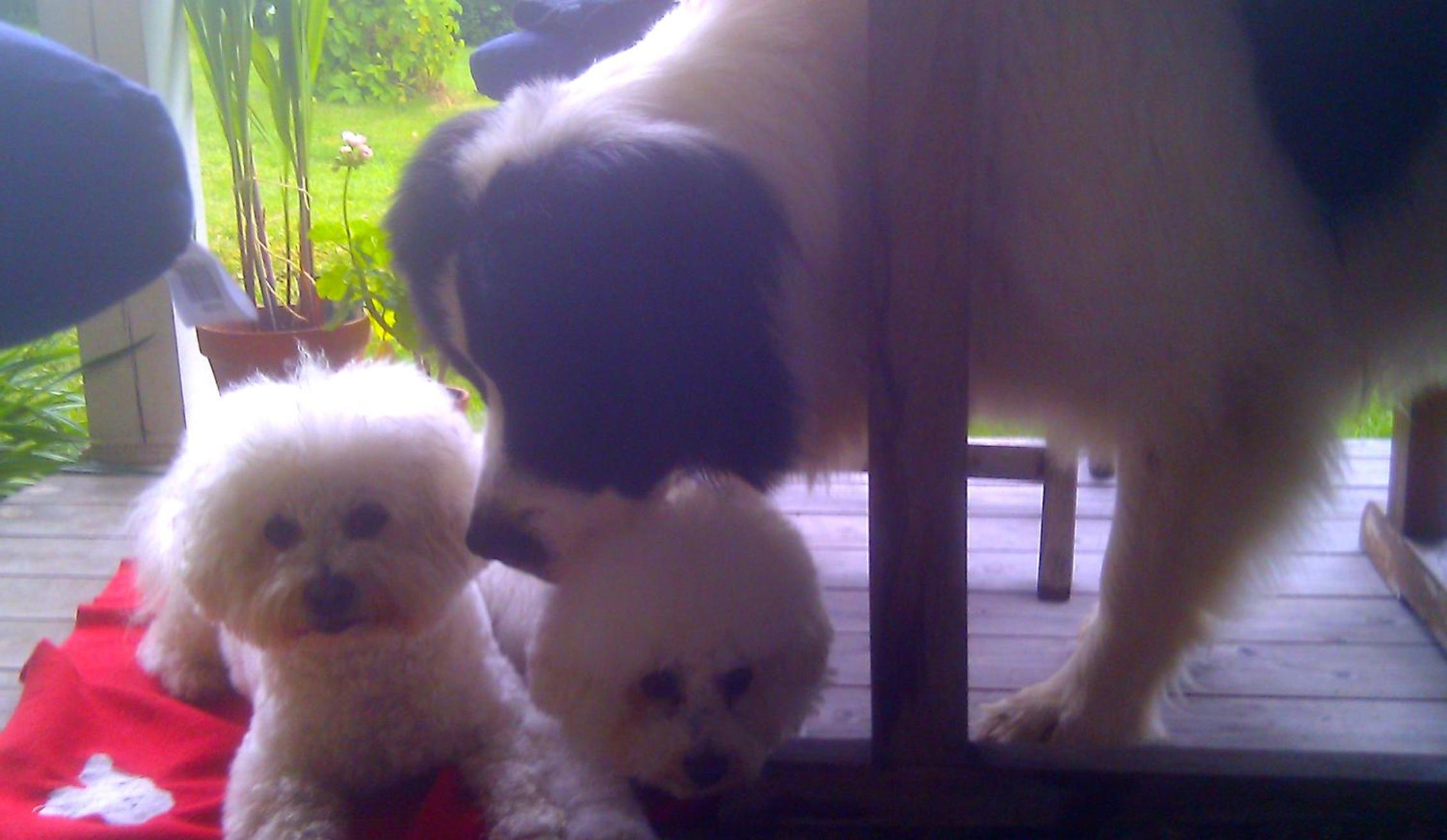 Photo 21