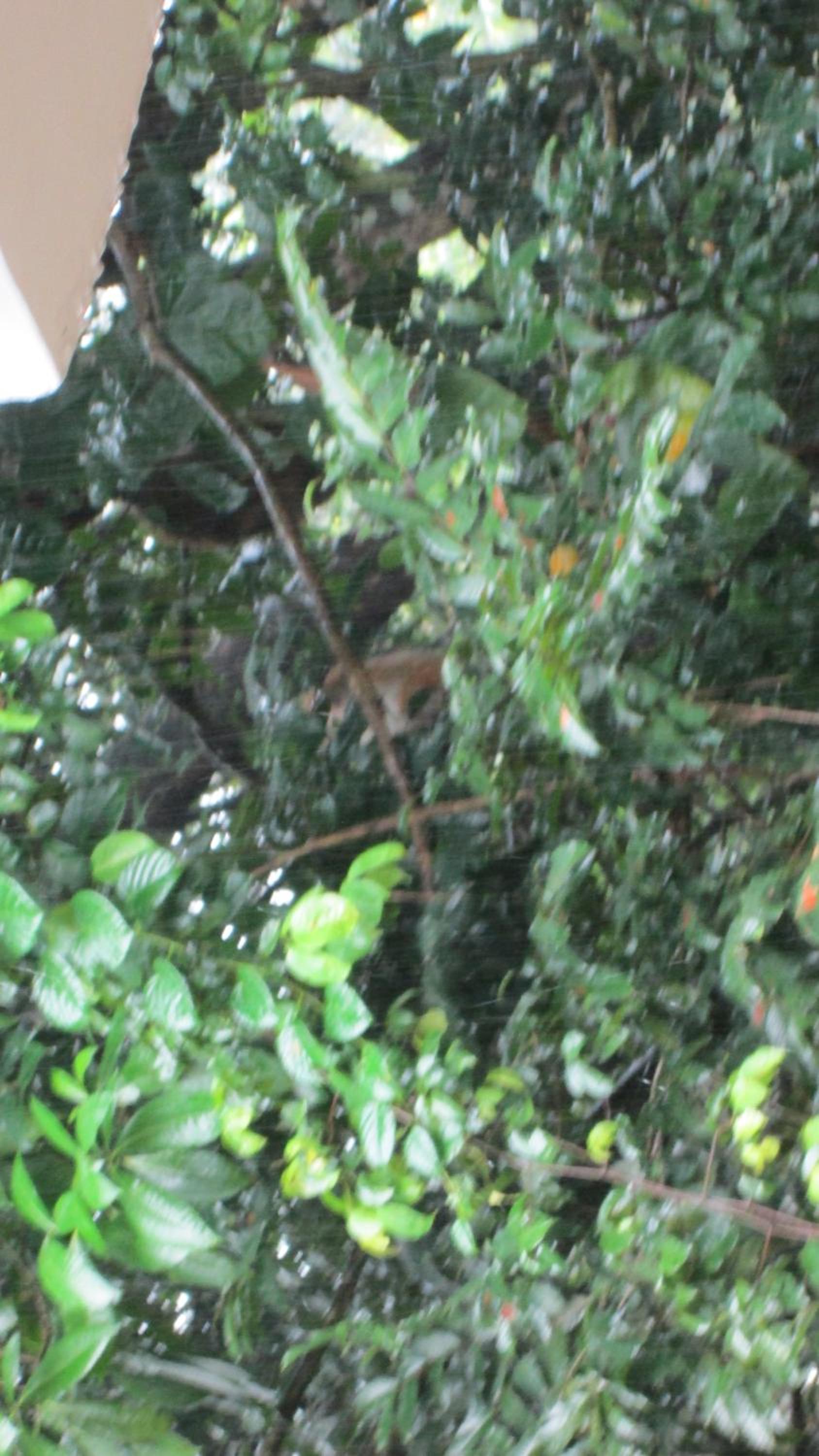 KANDY Holiday Residence