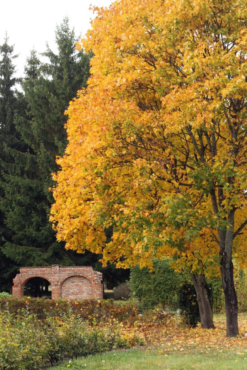 garden