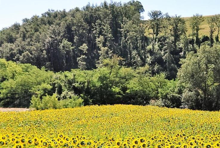 Agriturismo I Gelsi di Santa Cristina