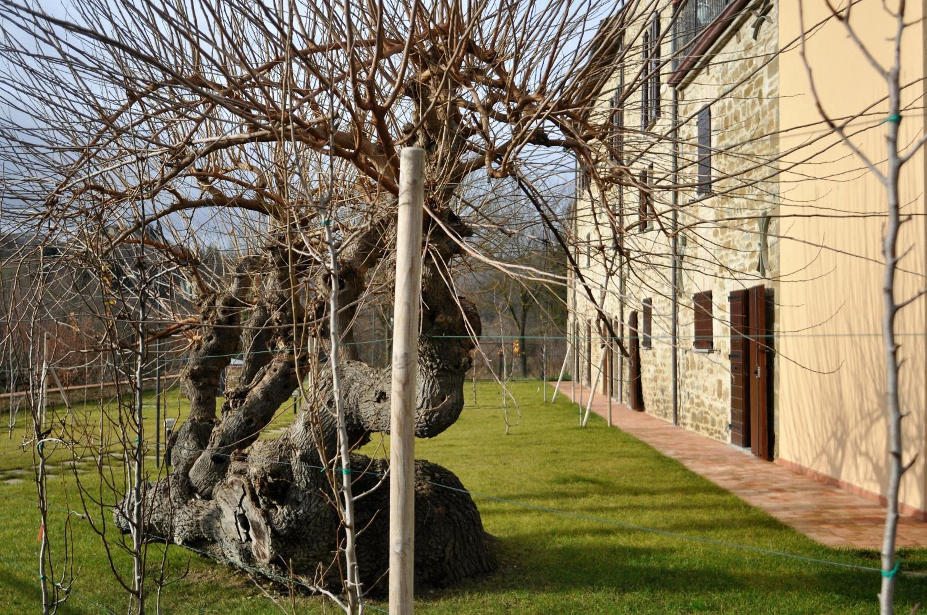 Agriturismo I Gelsi di Santa Cristina