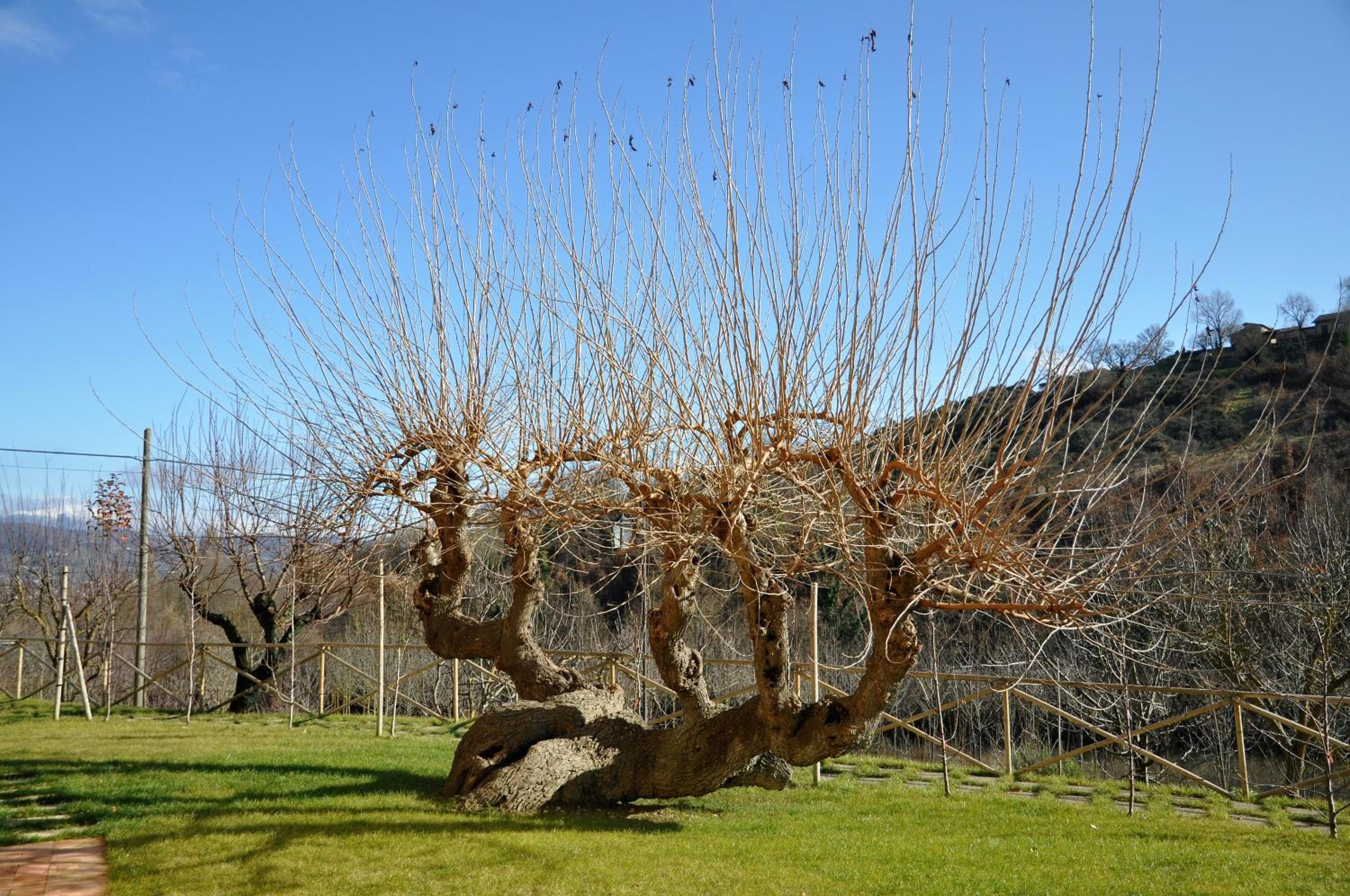 Agriturismo I Gelsi di Santa Cristina