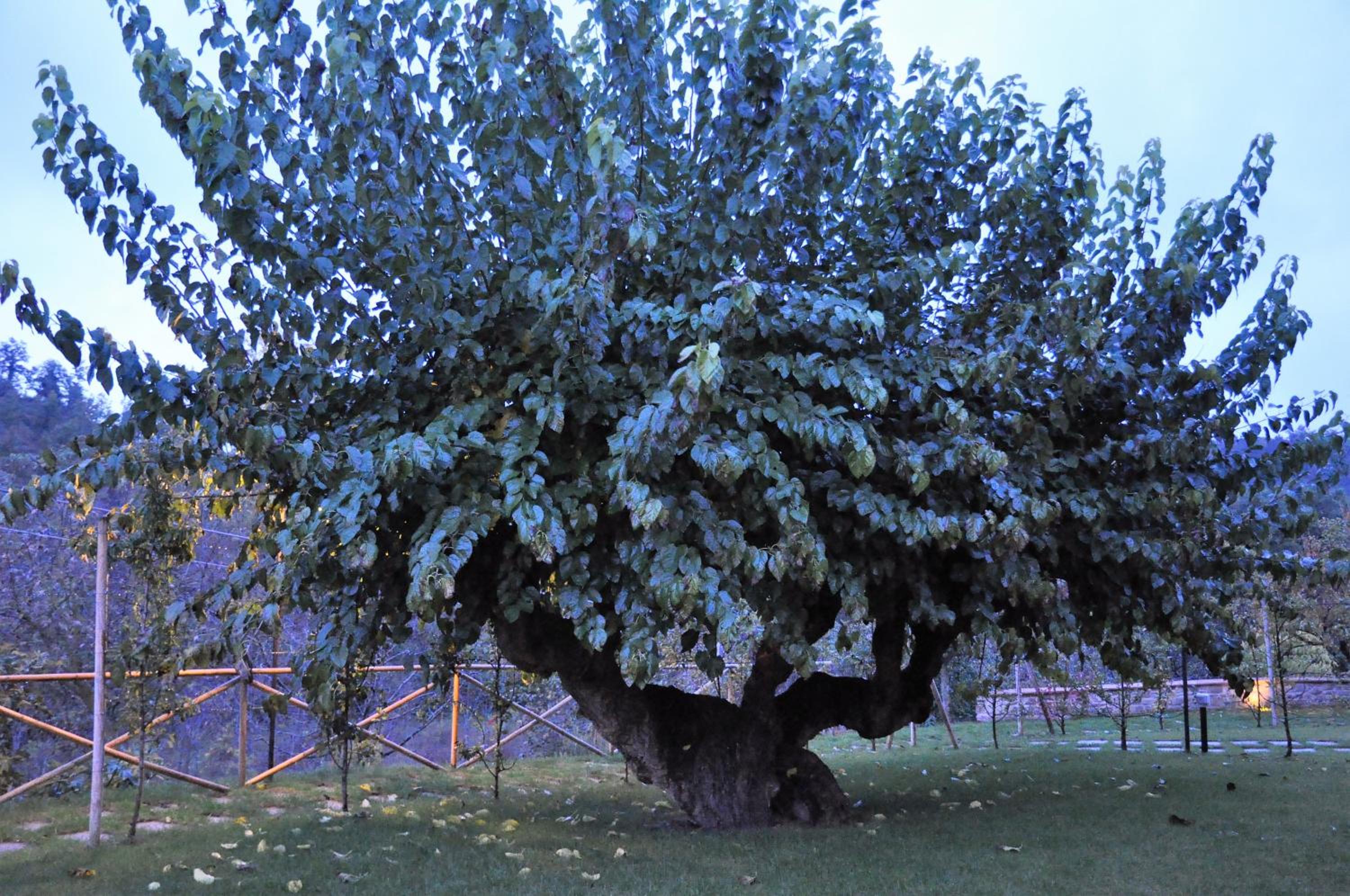 Agriturismo I Gelsi di Santa Cristina
