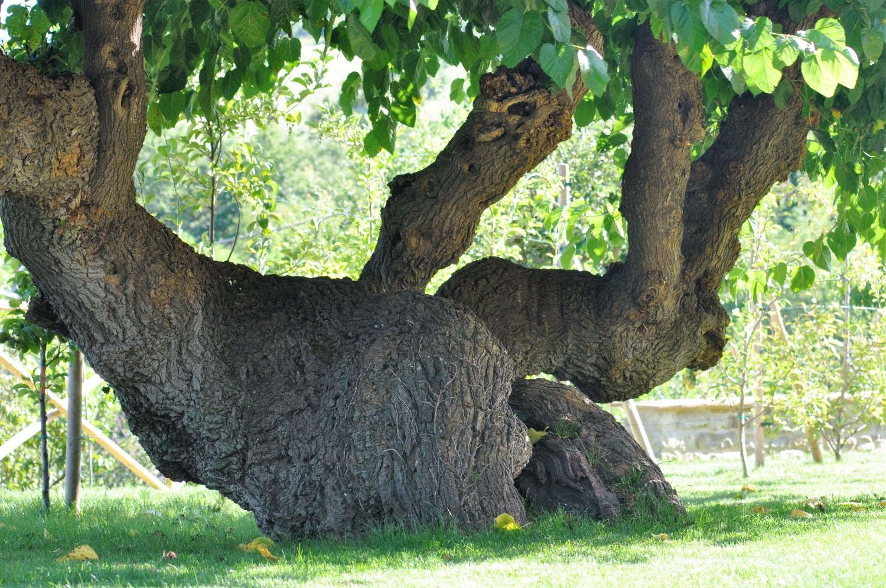 Agriturismo I Gelsi di Santa Cristina