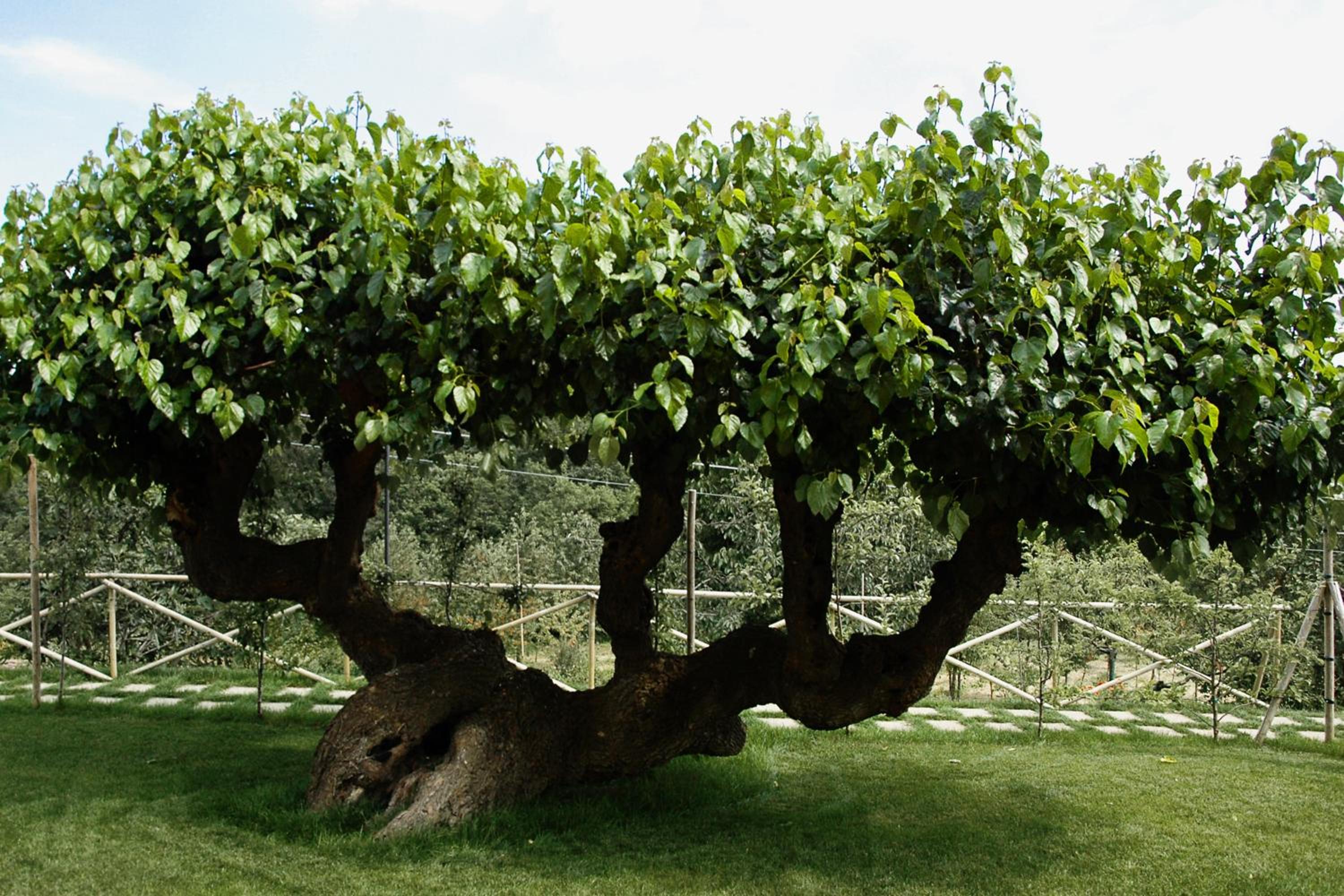 Agriturismo I Gelsi di Santa Cristina