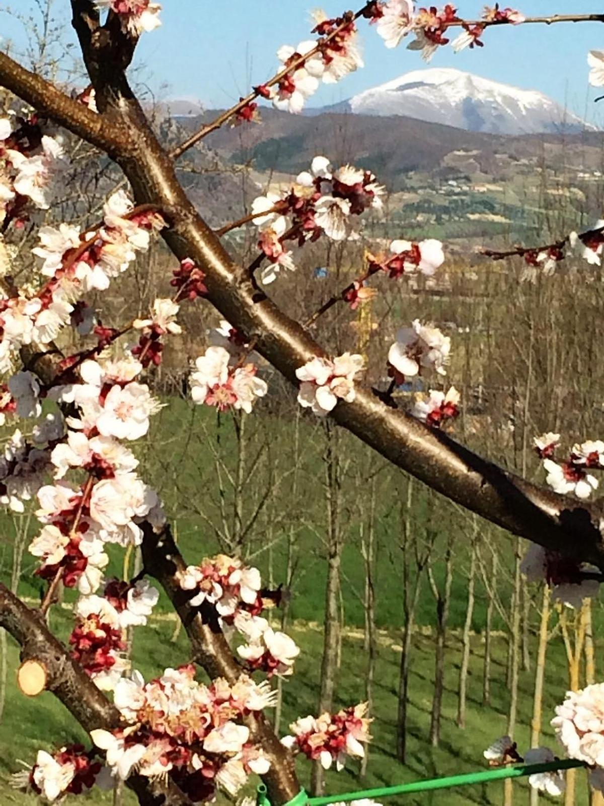 Agriturismo I Gelsi di Santa Cristina