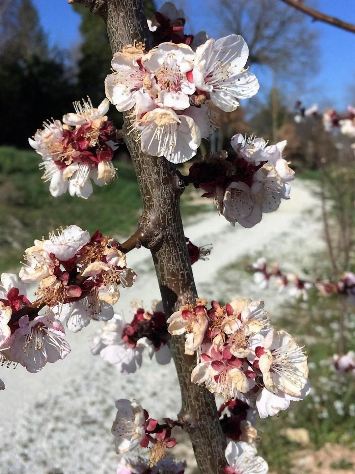 Agriturismo I Gelsi di Santa Cristina