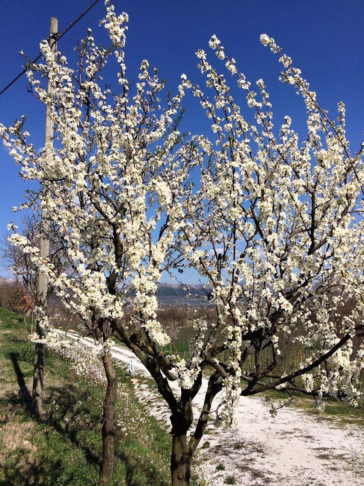 Agriturismo I Gelsi di Santa Cristina