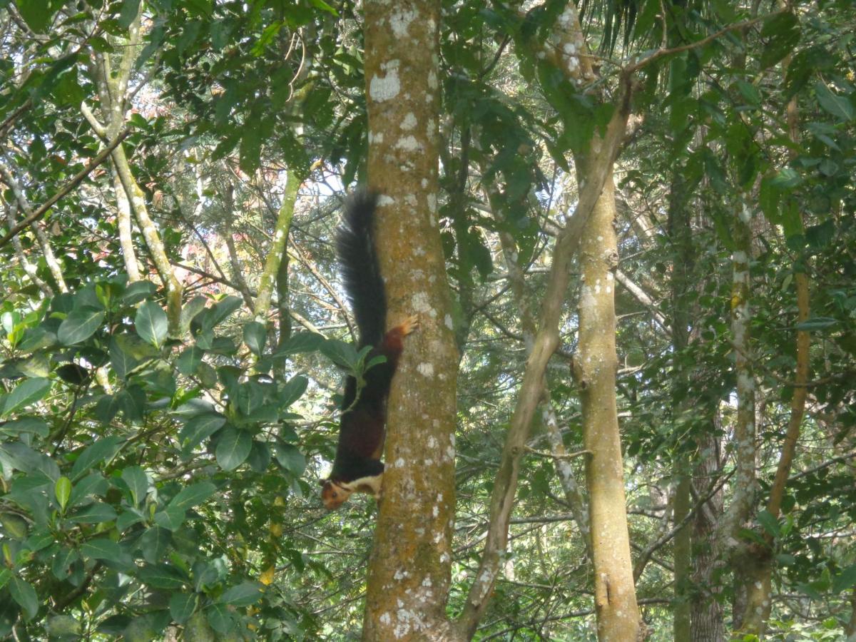 Thekkady Vacations - Jungleparadiso Homestay - Property Image 3