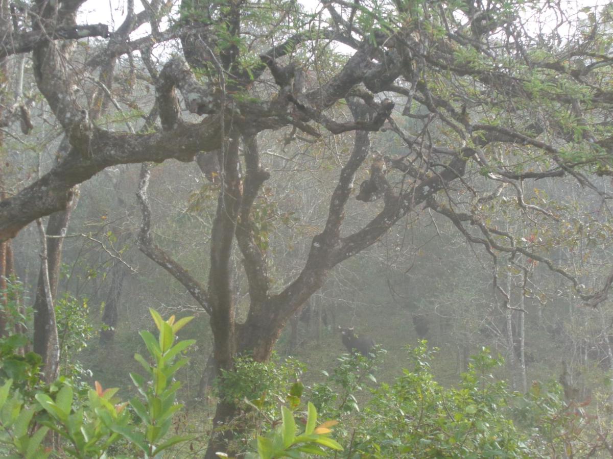 Thekkady Vacations - Jungleparadiso Homestay - Property Image 19