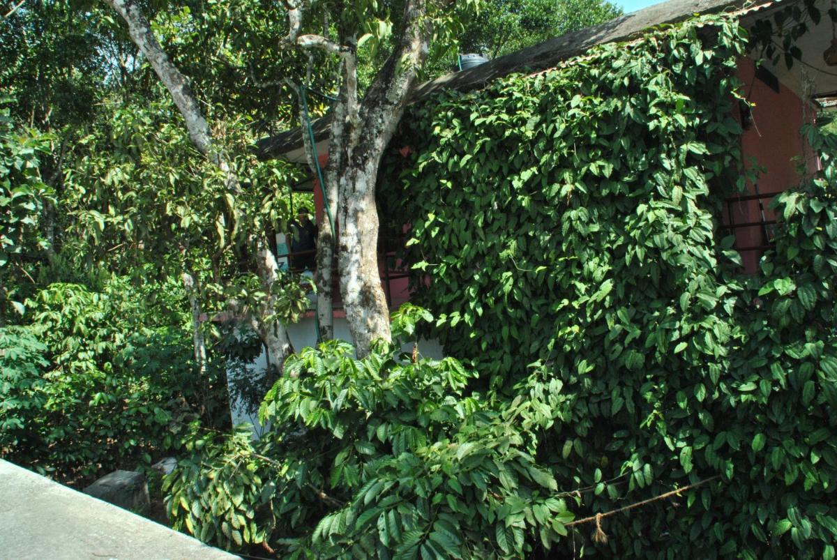 Thekkady Vacations - Jungleparadiso Homestay - Property Image 2