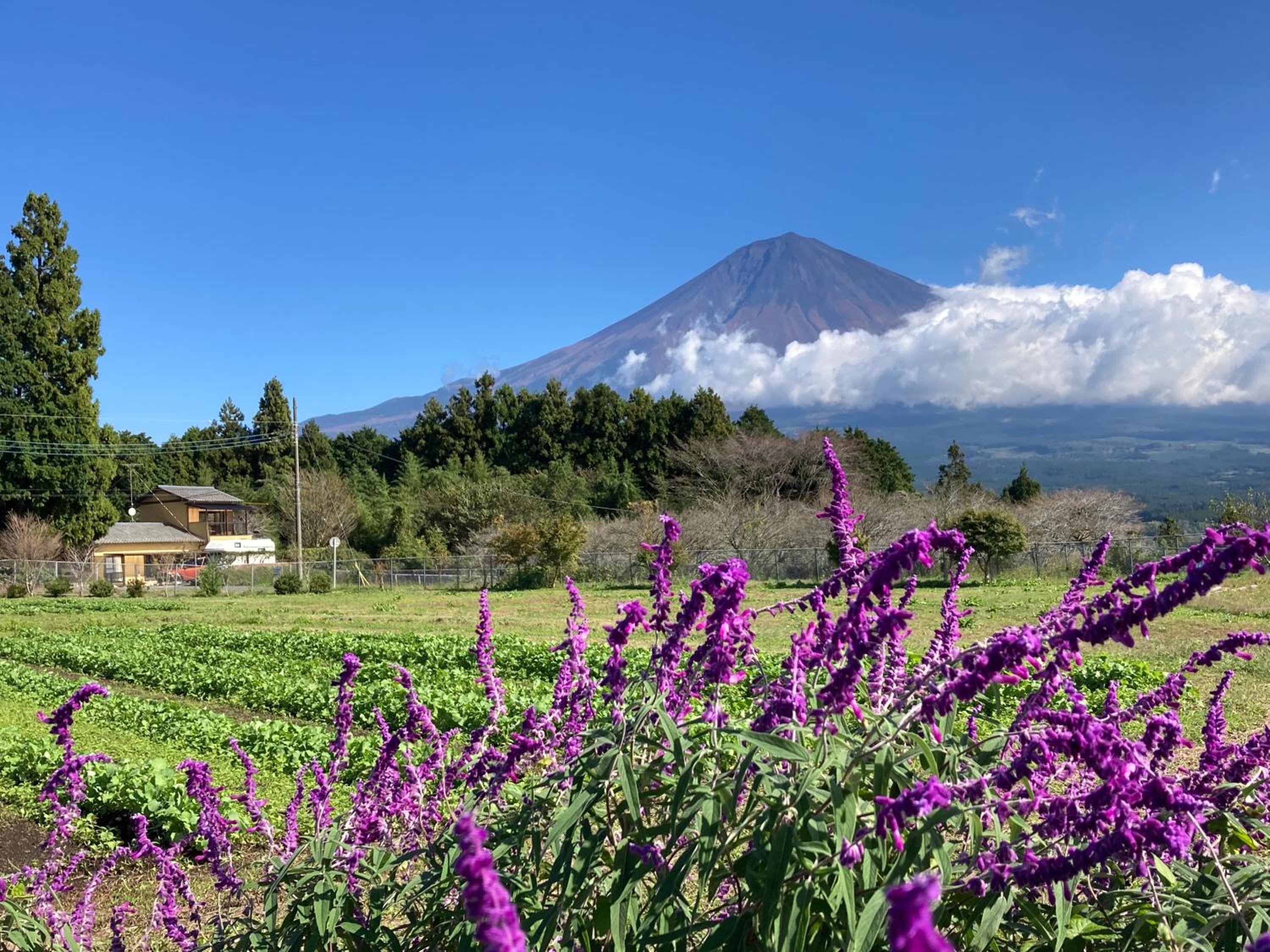 Shiraito Garden A Private Retreat Near Shiraito Falls with Mt Fuji Views