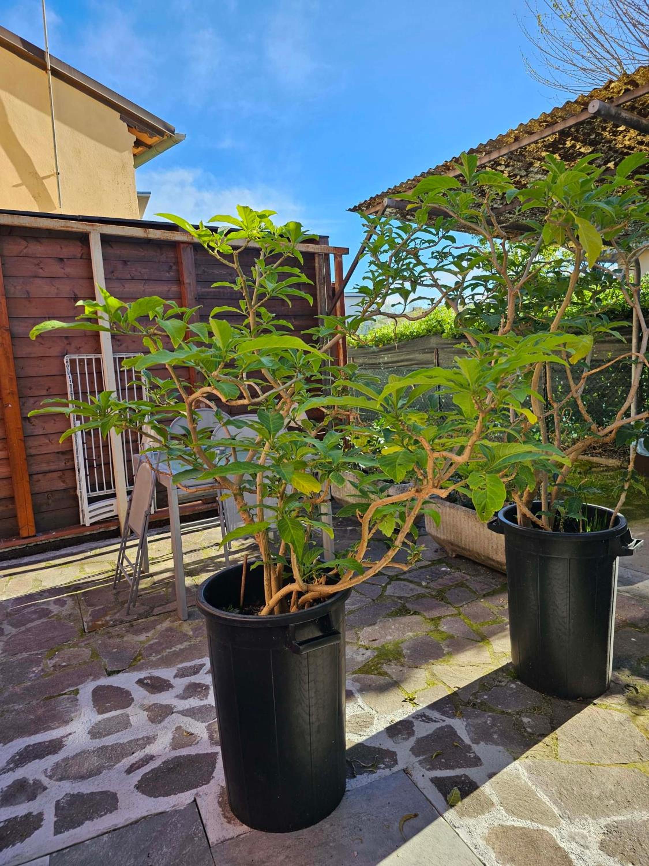 Domus Regia
