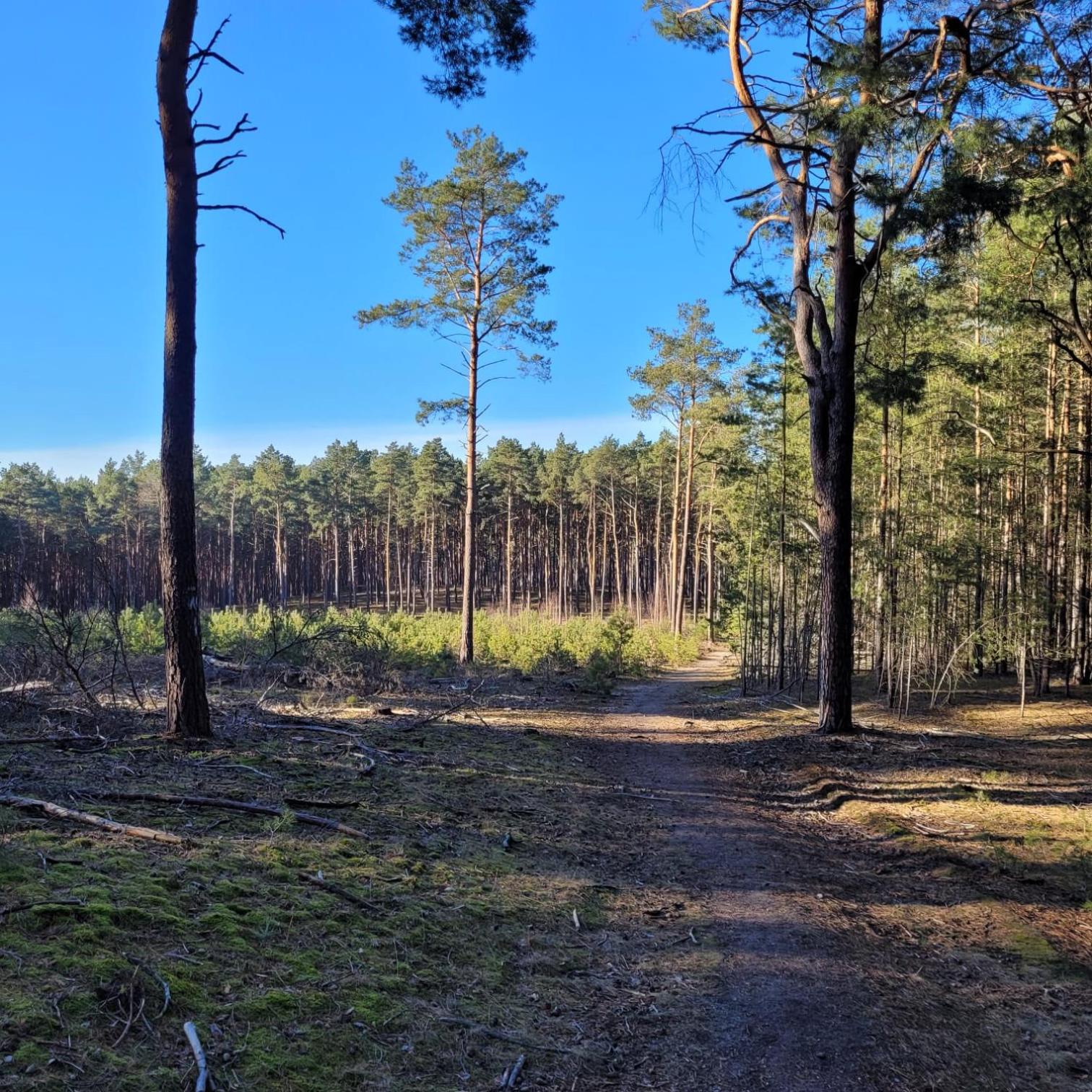 Ruheoase Waldblick