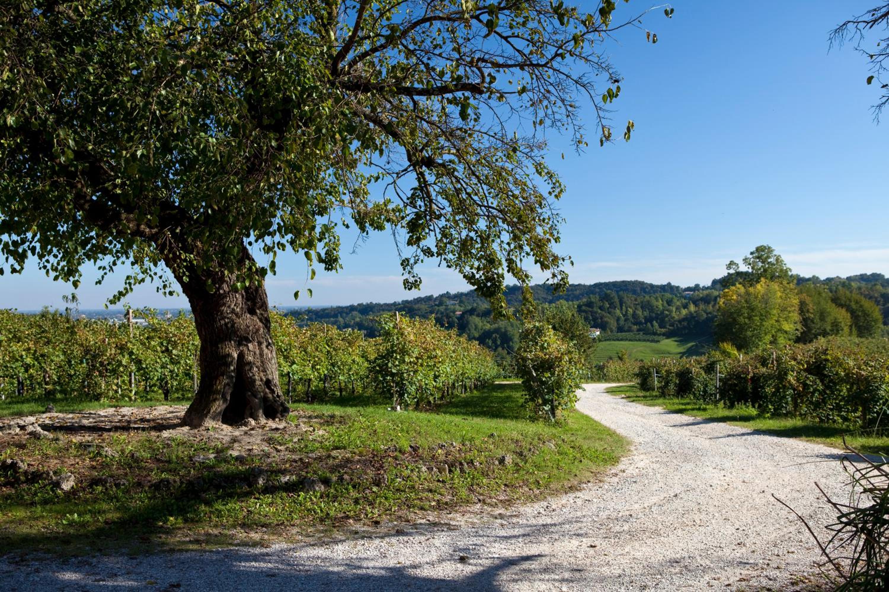 Azienda Agrituristica Calronche