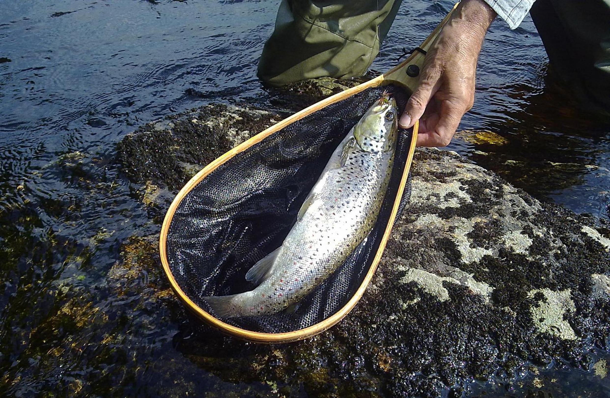 Hotelli Kainuu, photo 14