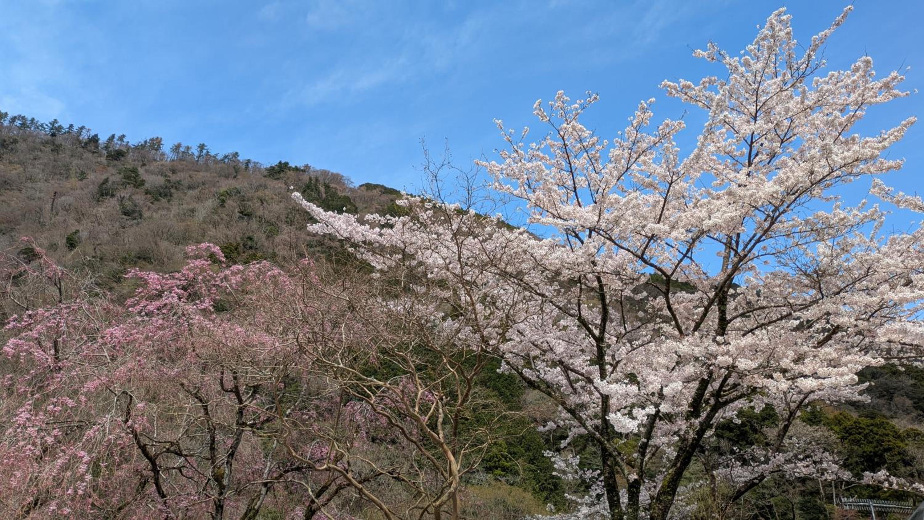 condominium SAKURA B5