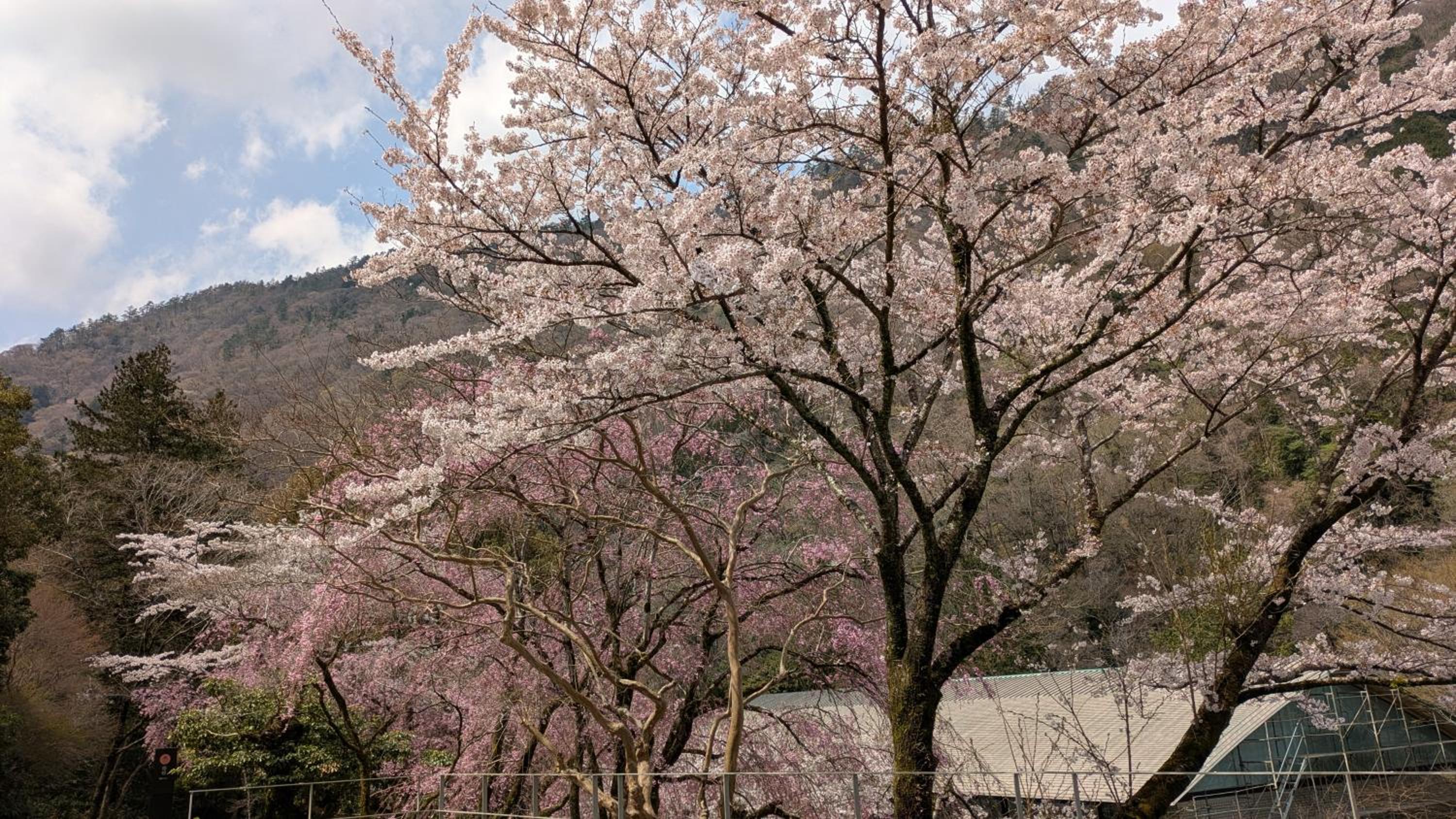 condominium SAKURA B5