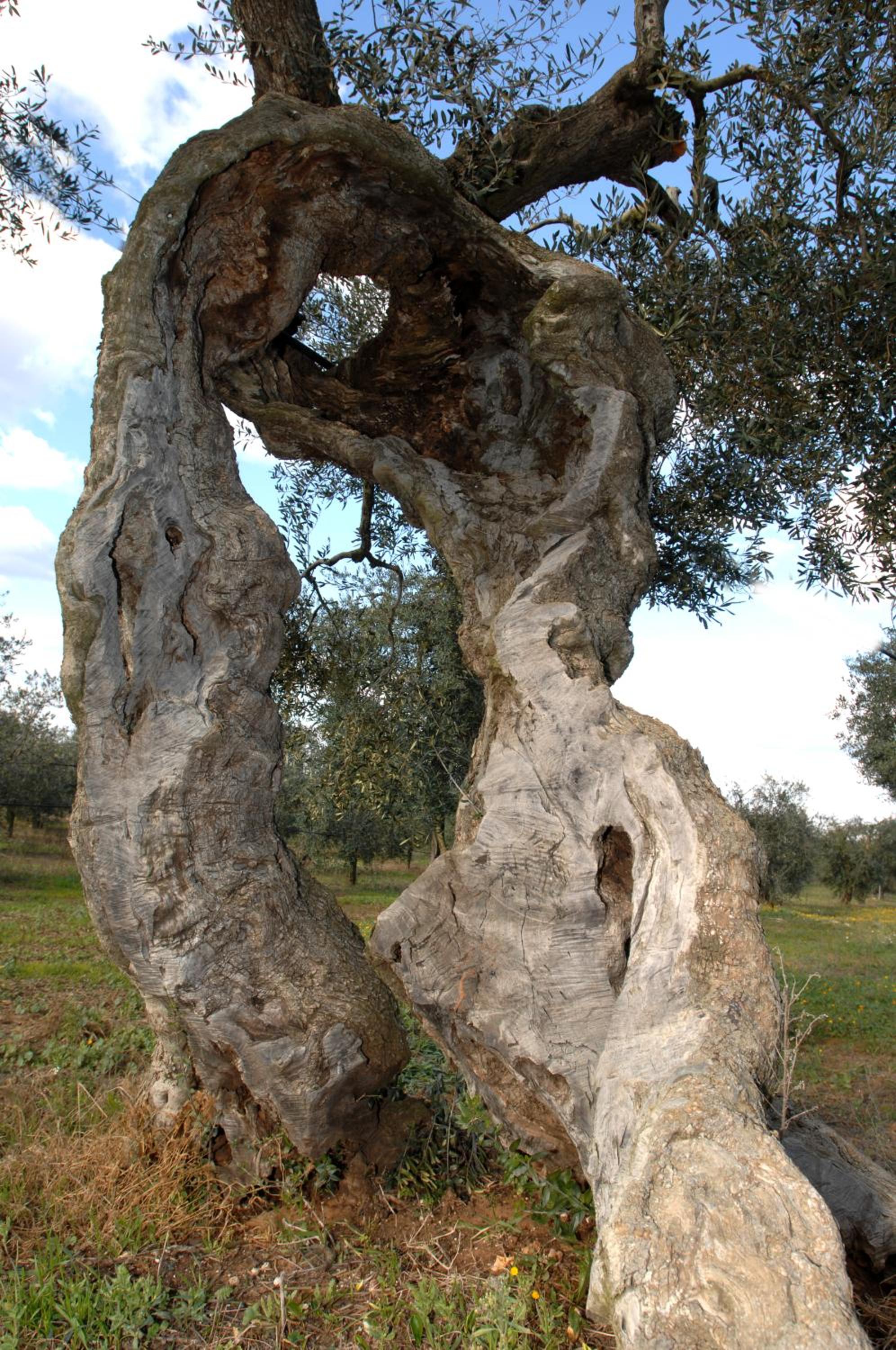 Agriturismo Francesca Stajano, Gallipoli
