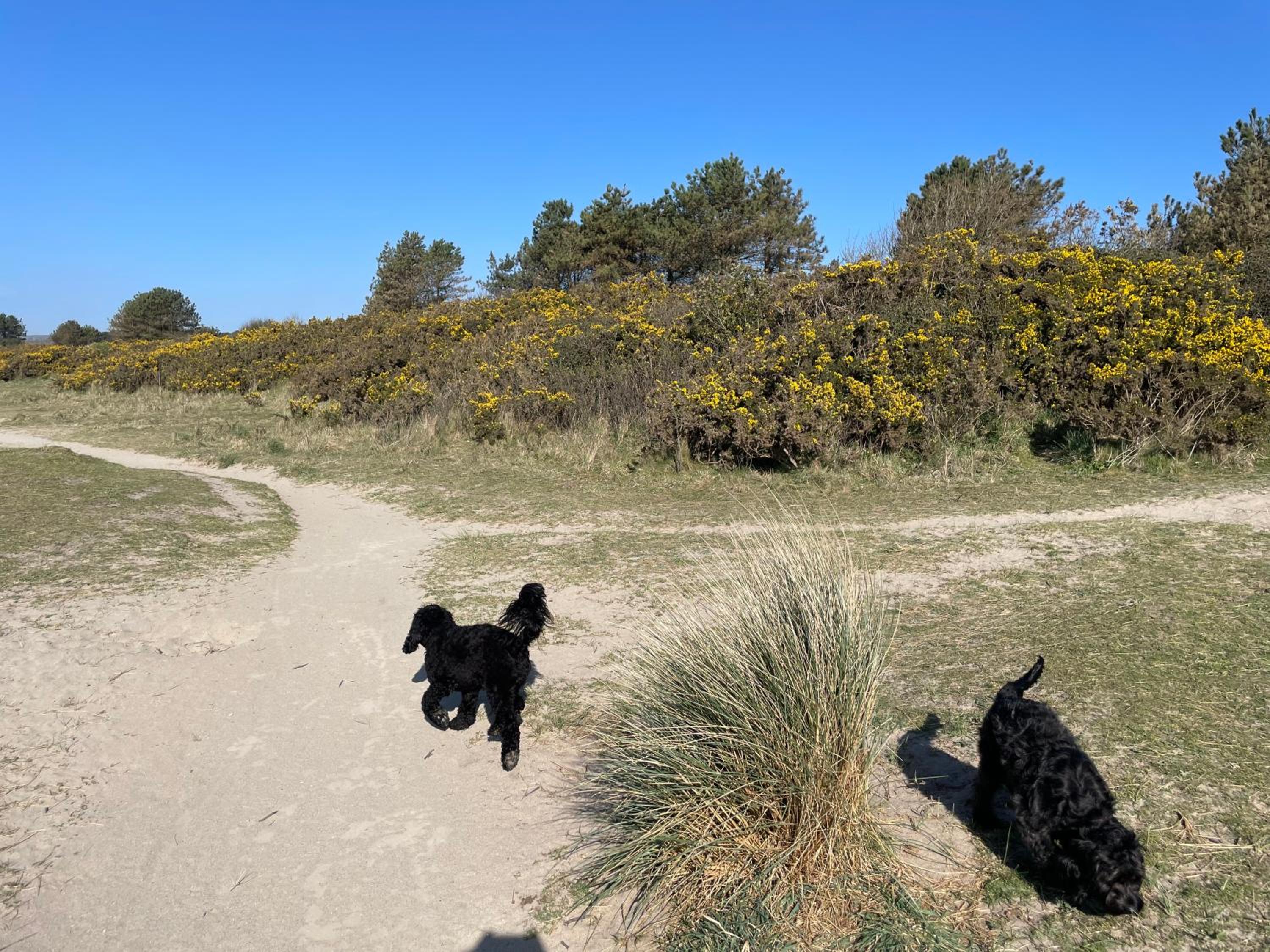 Golden Dunes Retreat, Dog-Friendly Stay at Par Sands Holiday Park, Cornwall