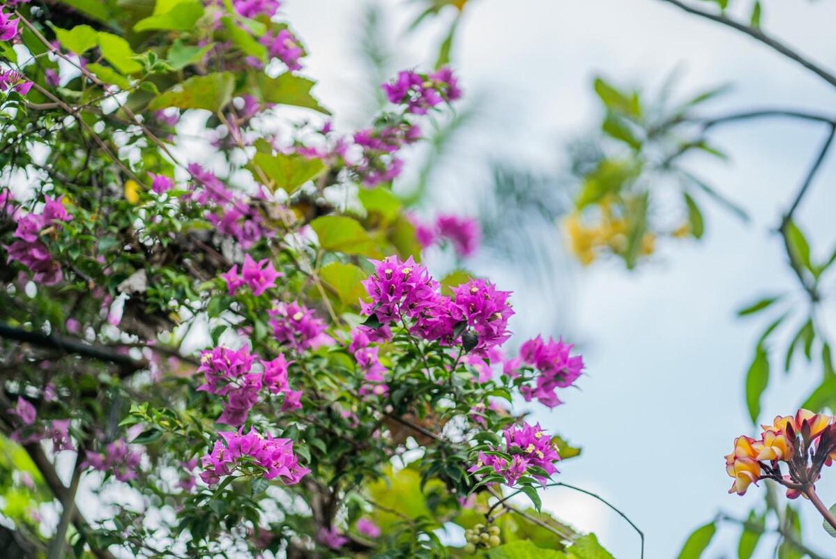 Nipper Villa - Spacious 4BR in Canggu