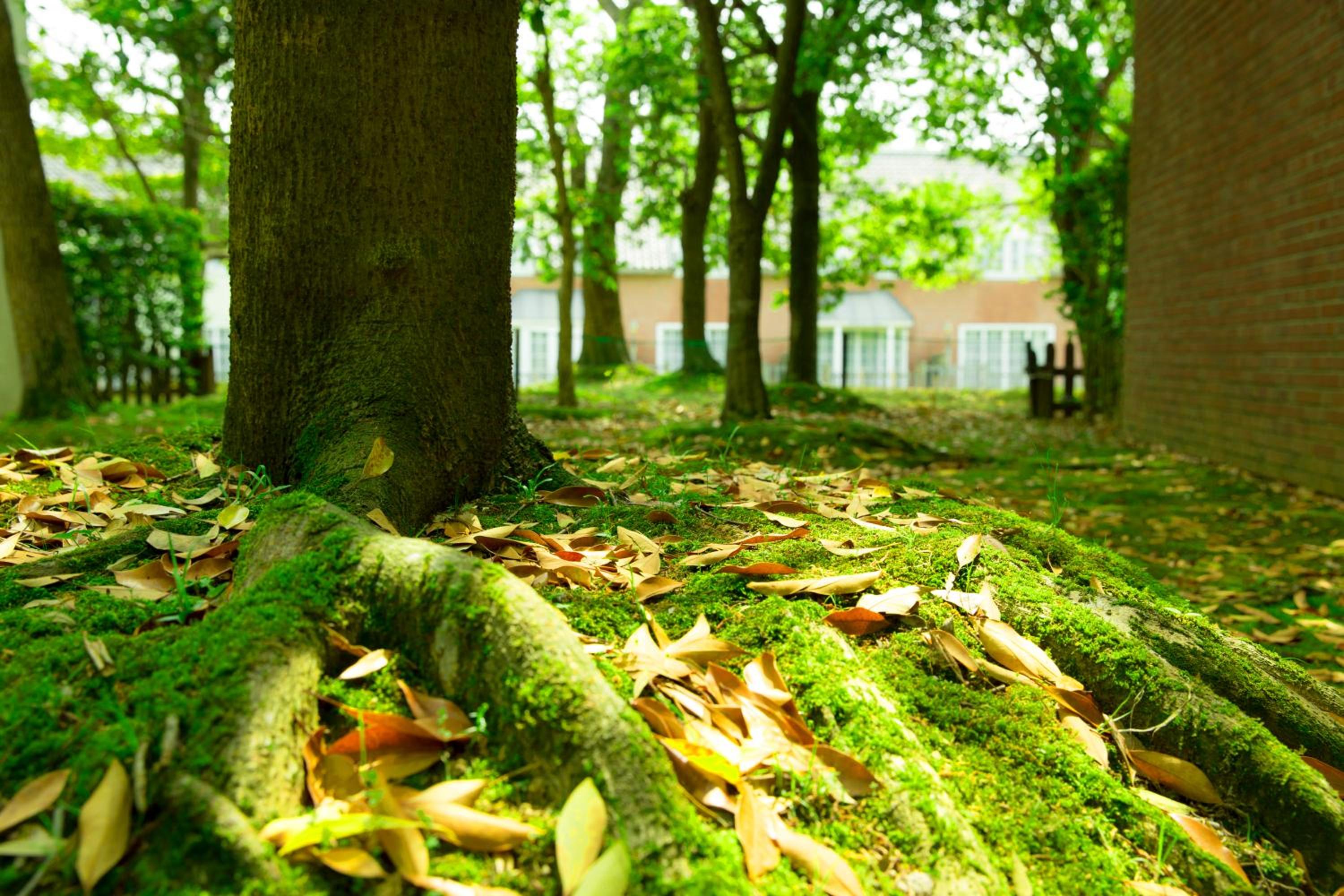 Forest Villa Huis Ten Bosch