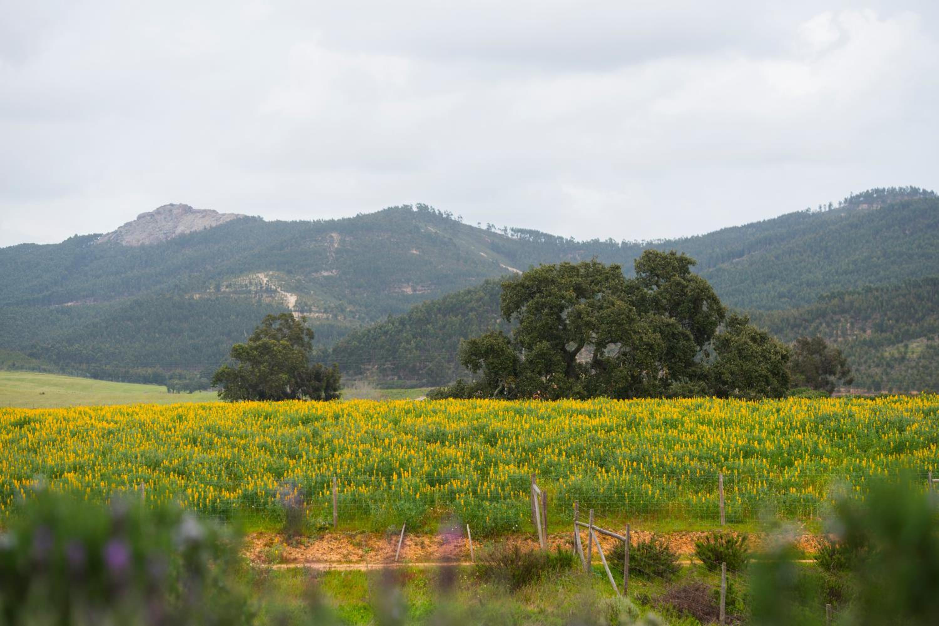 Herdade do Amarelo Nature & Spa