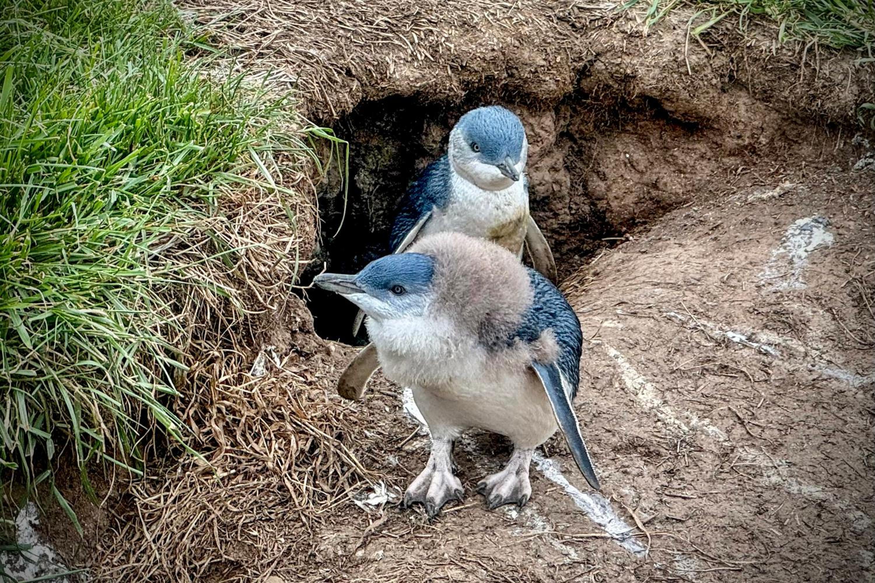 Anchorage Cottage Ventnor, Phillip Island - pet friendly, free WiFi, linen included