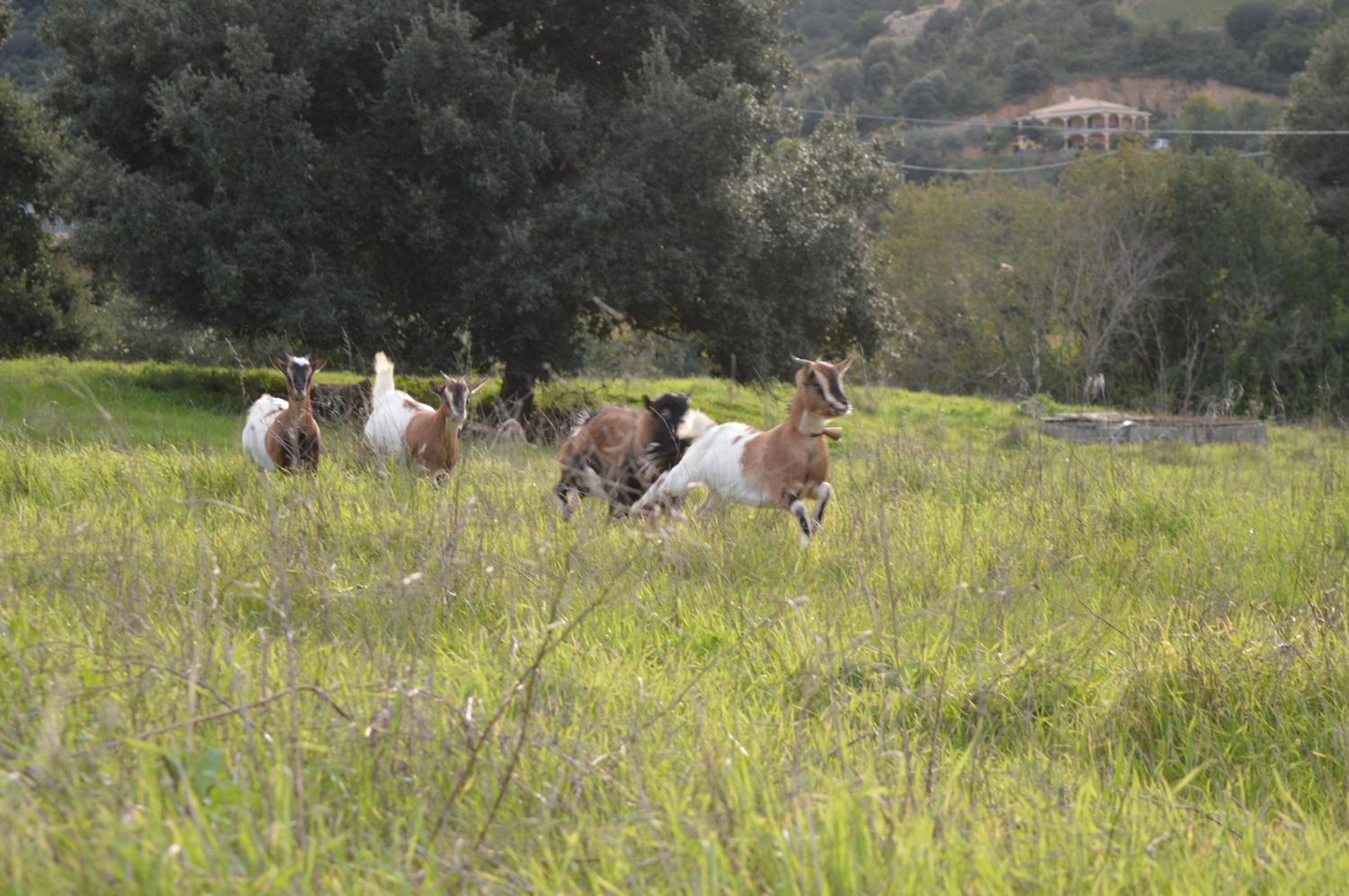 Agriturismo S'Orgiola
