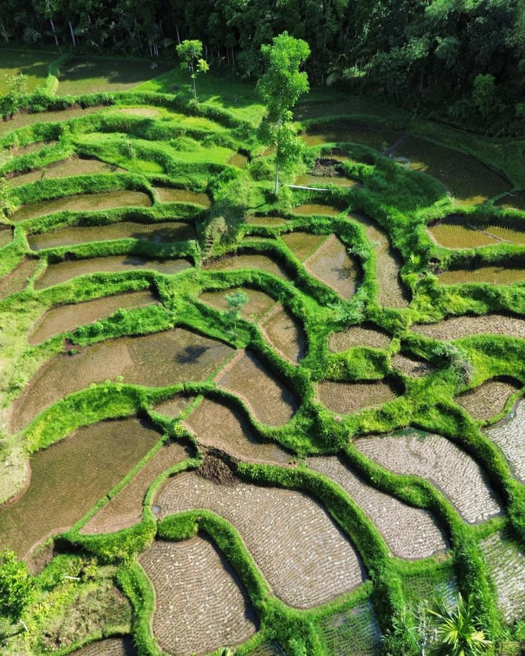 Tetebatu Rice field bliss