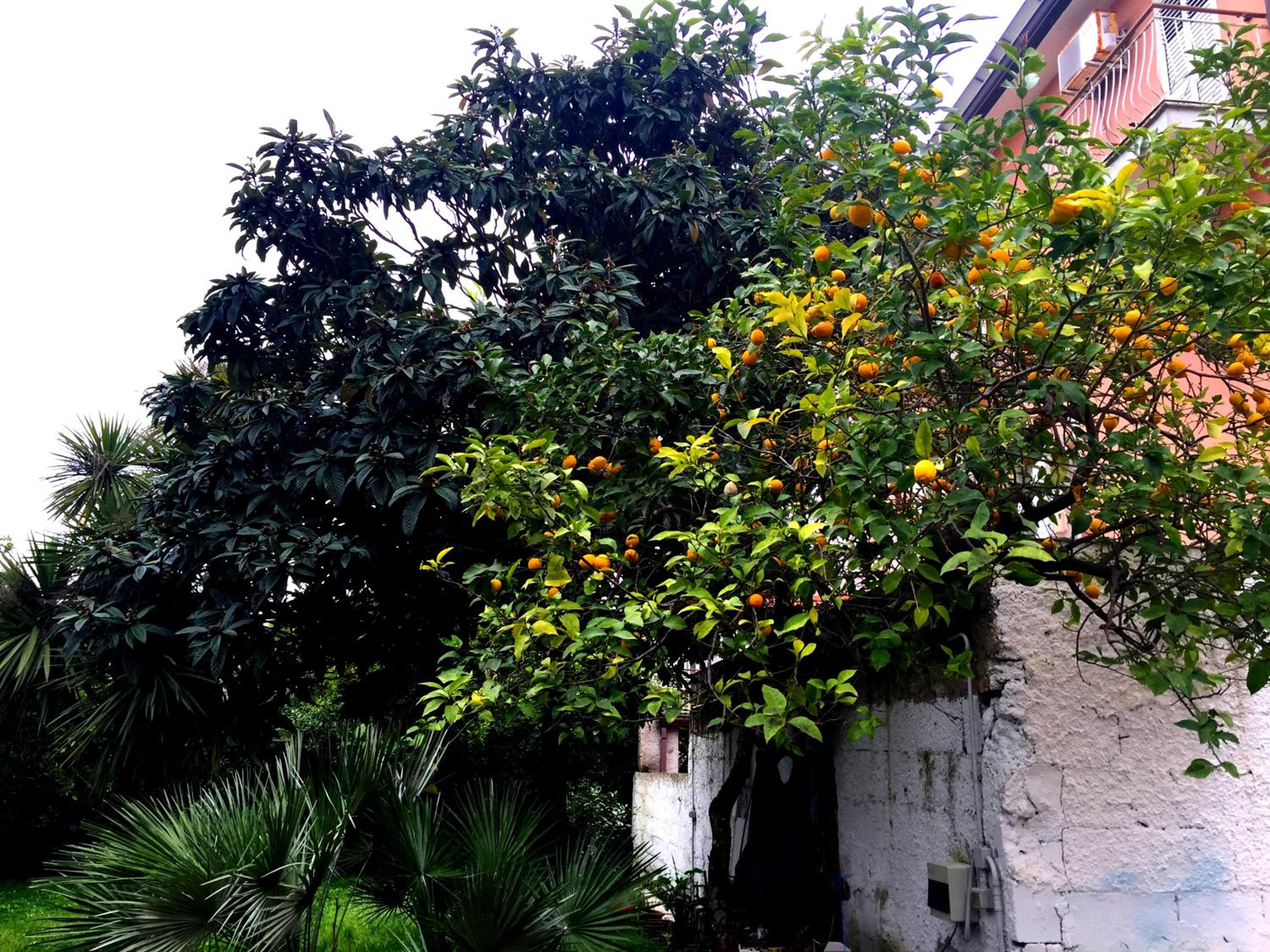 Orange Garden view 5