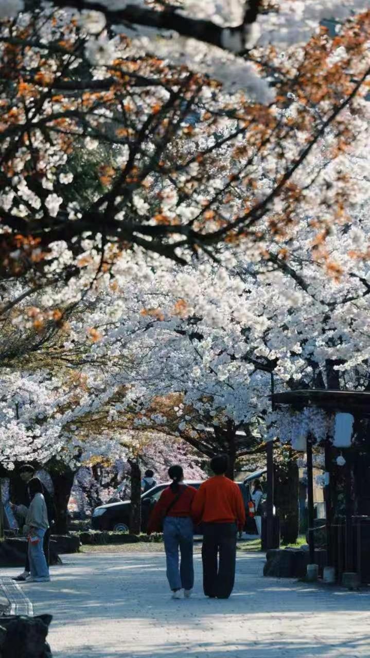 蘇芳-二条城南