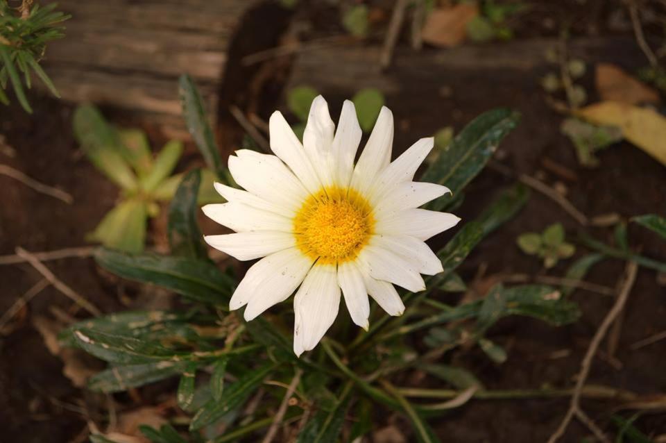 la matilda