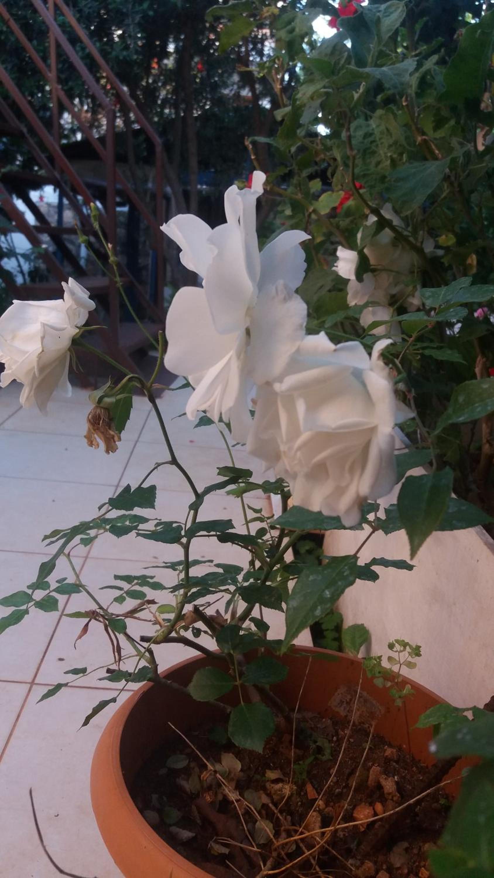 Photo 62