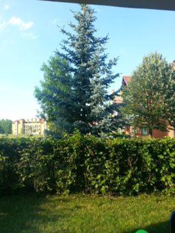 Photo 50