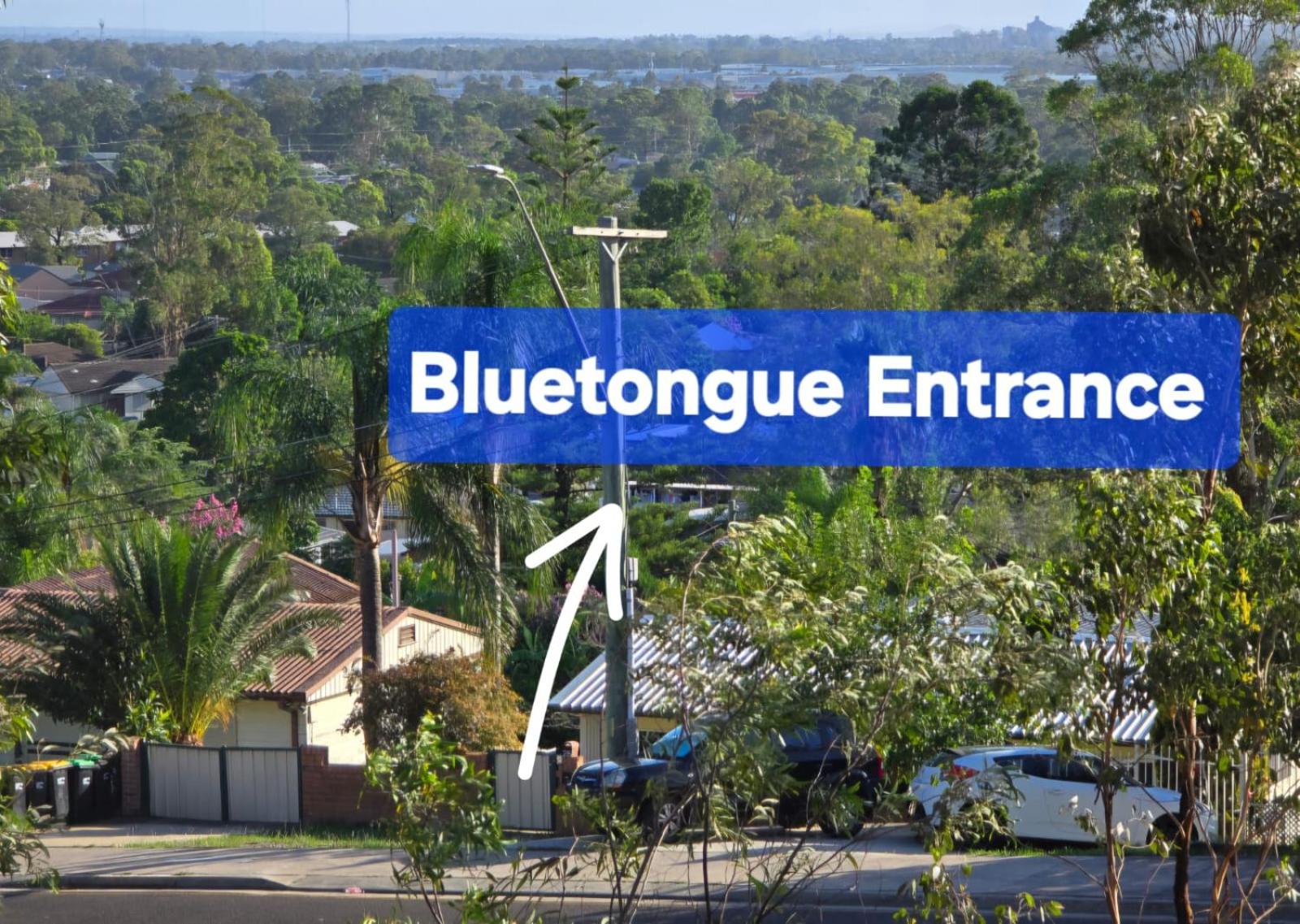 Bluetongue Hideout