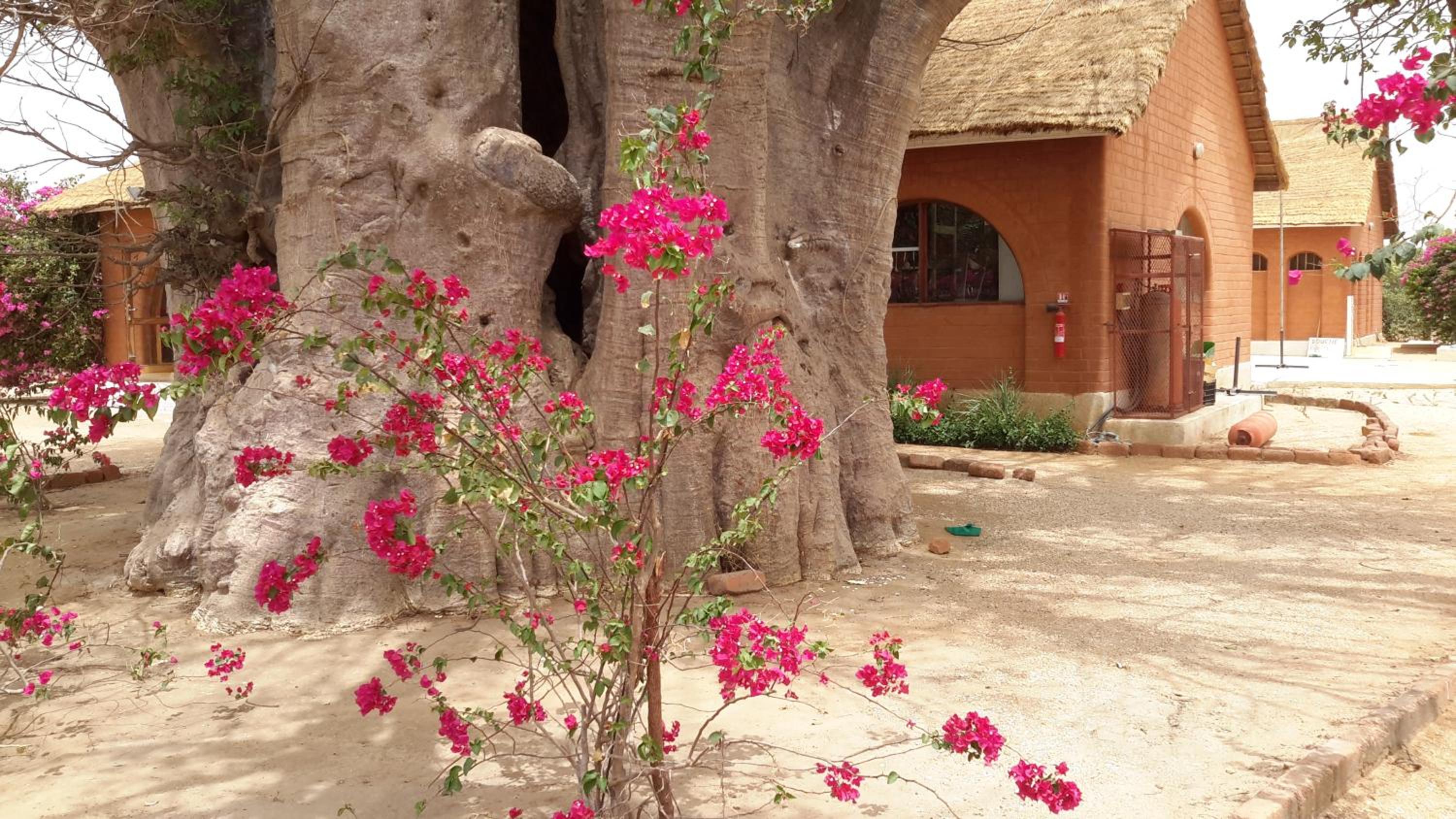 Baobab Lodge
