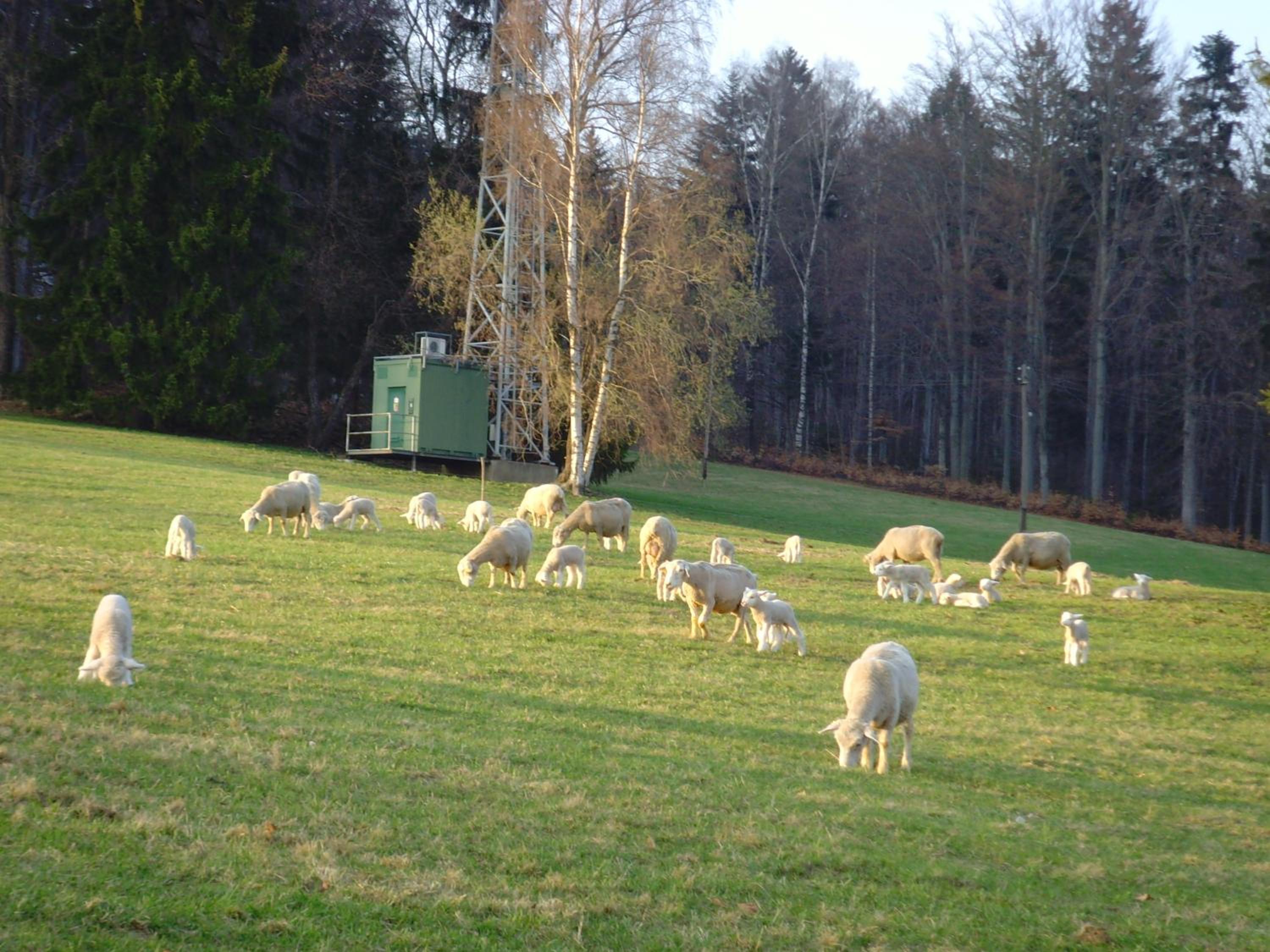 Na Zvonici